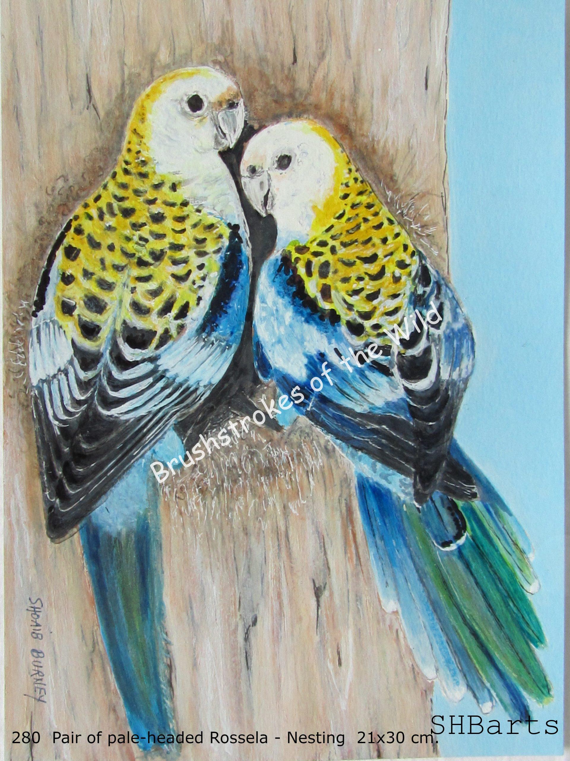 Pair of pale-headed Rossela - Nesting