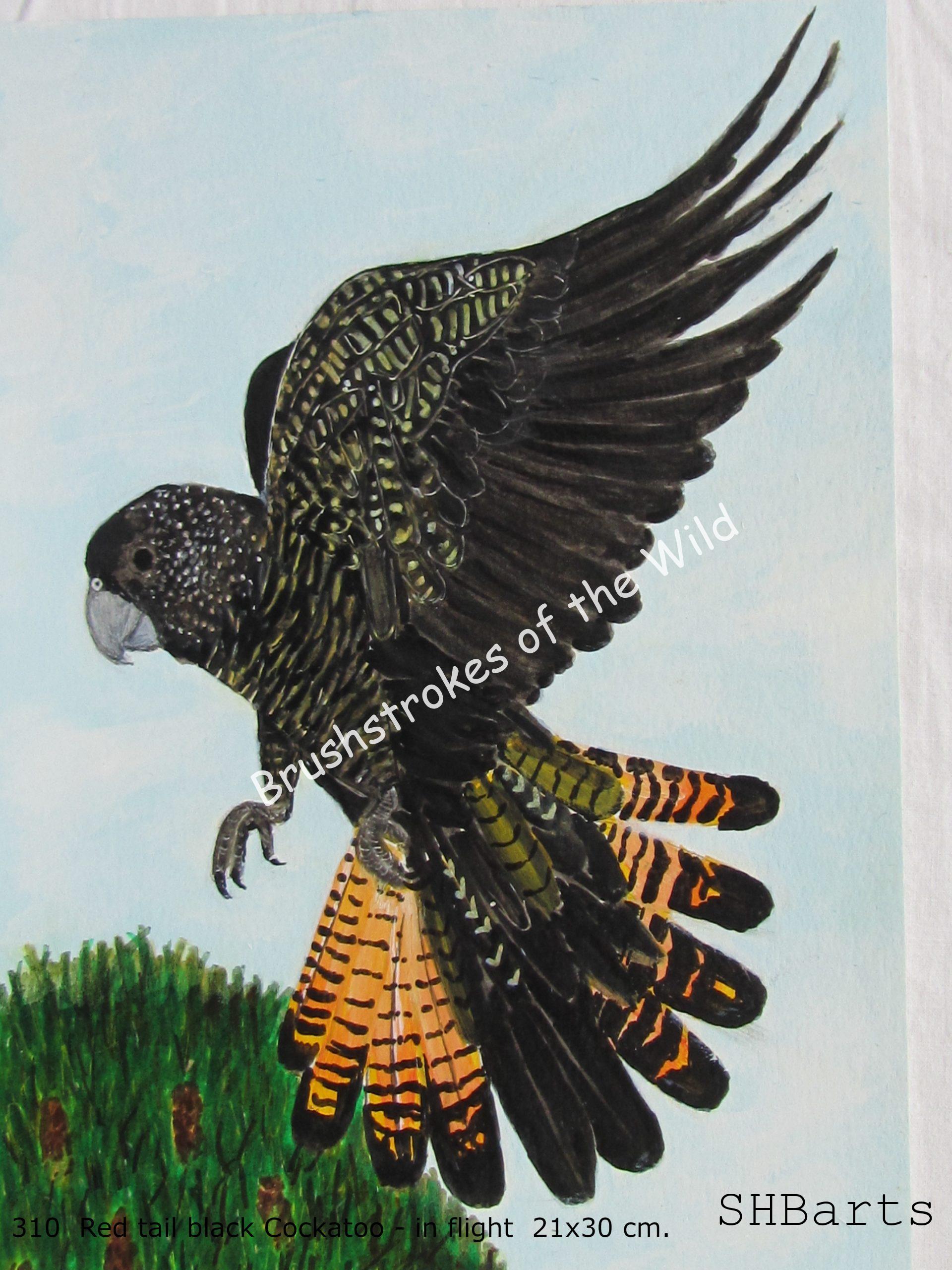 Red-tail black Cockatoo - In flight  ( C. of set 4 )
