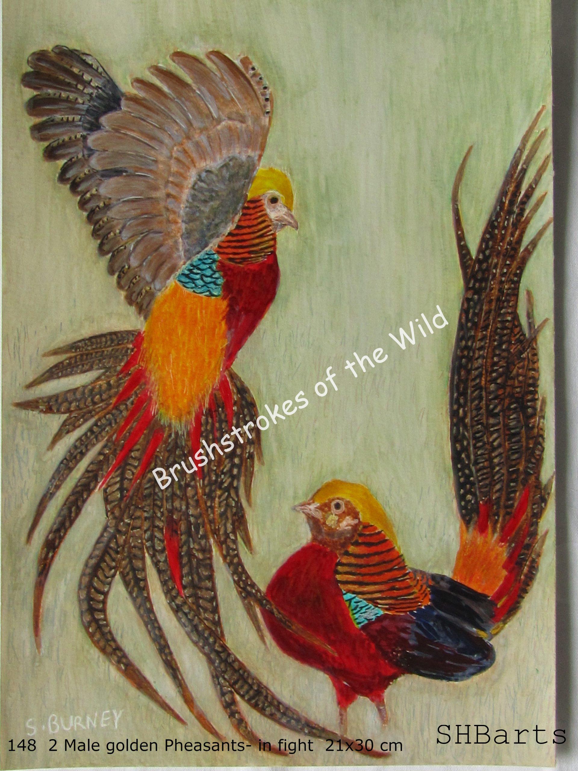 2 male Golden Pheasants in fighting action