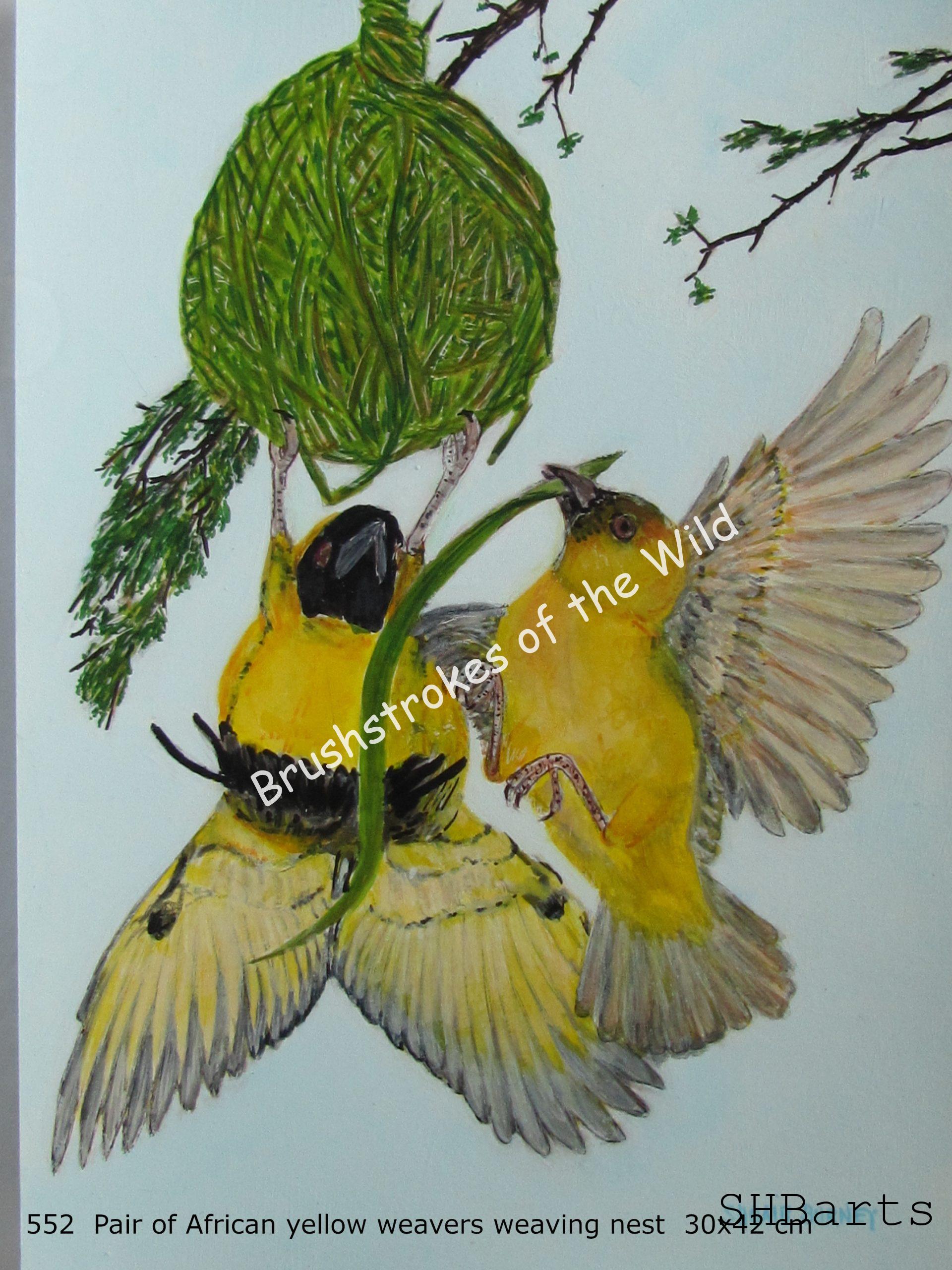 Pair of African yellow Weaver - Weaving nest
