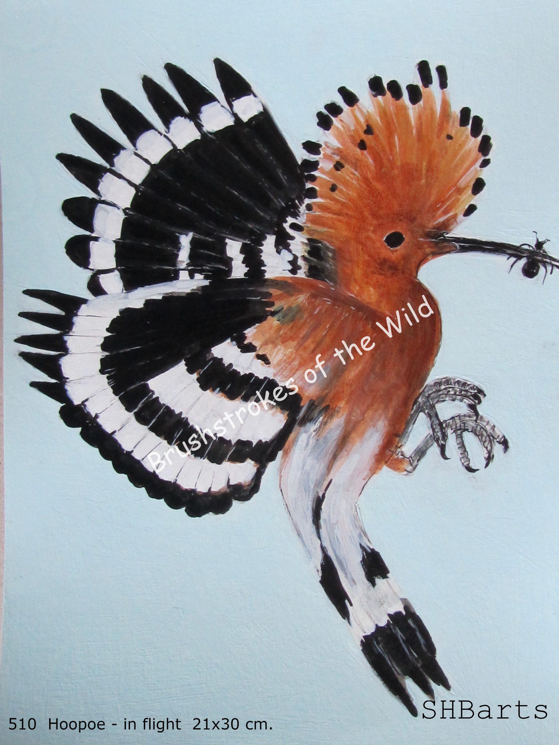 Hoopoe - In flight
