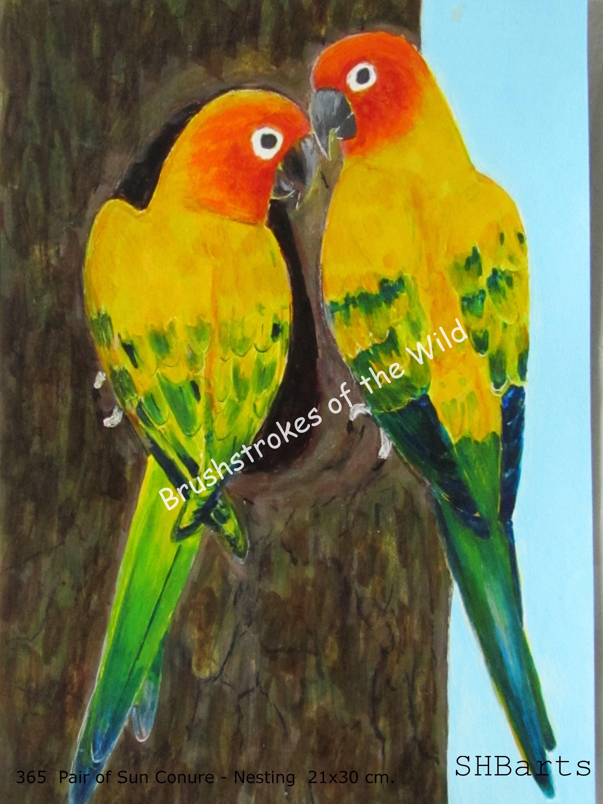 Pair of Sun-Conures - Nesting