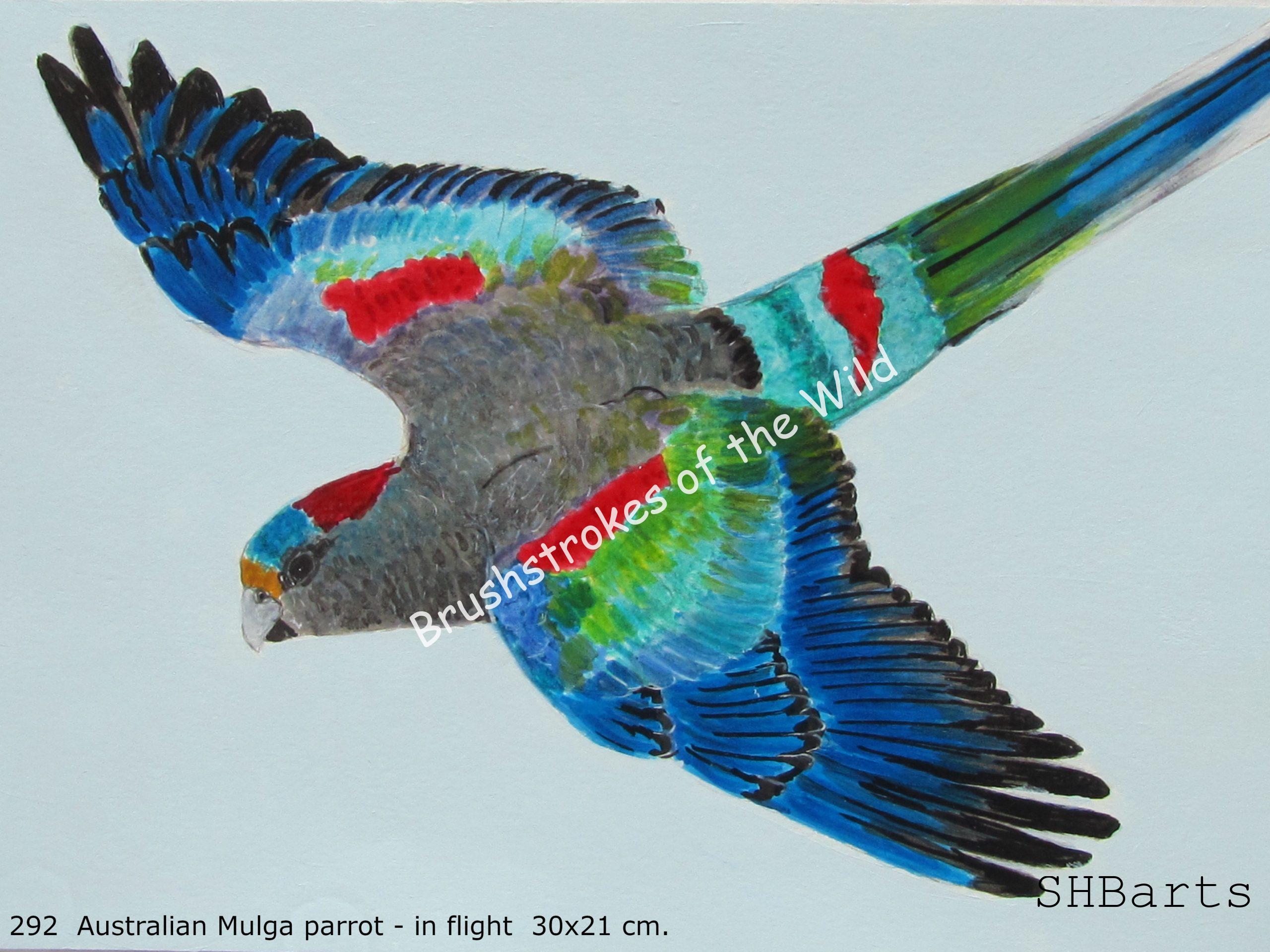 Mulga parrot - In flight