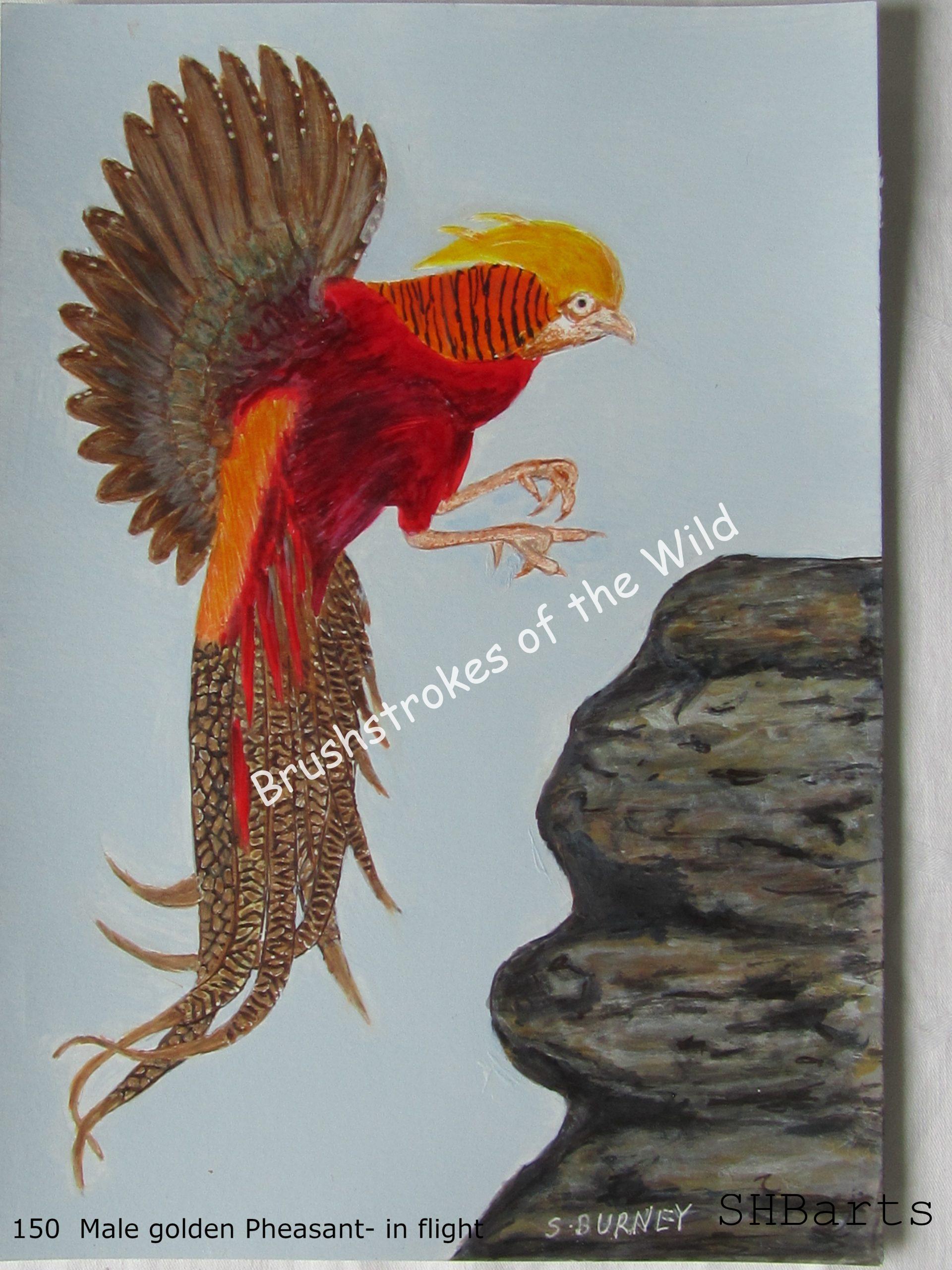 Golden Pheasant