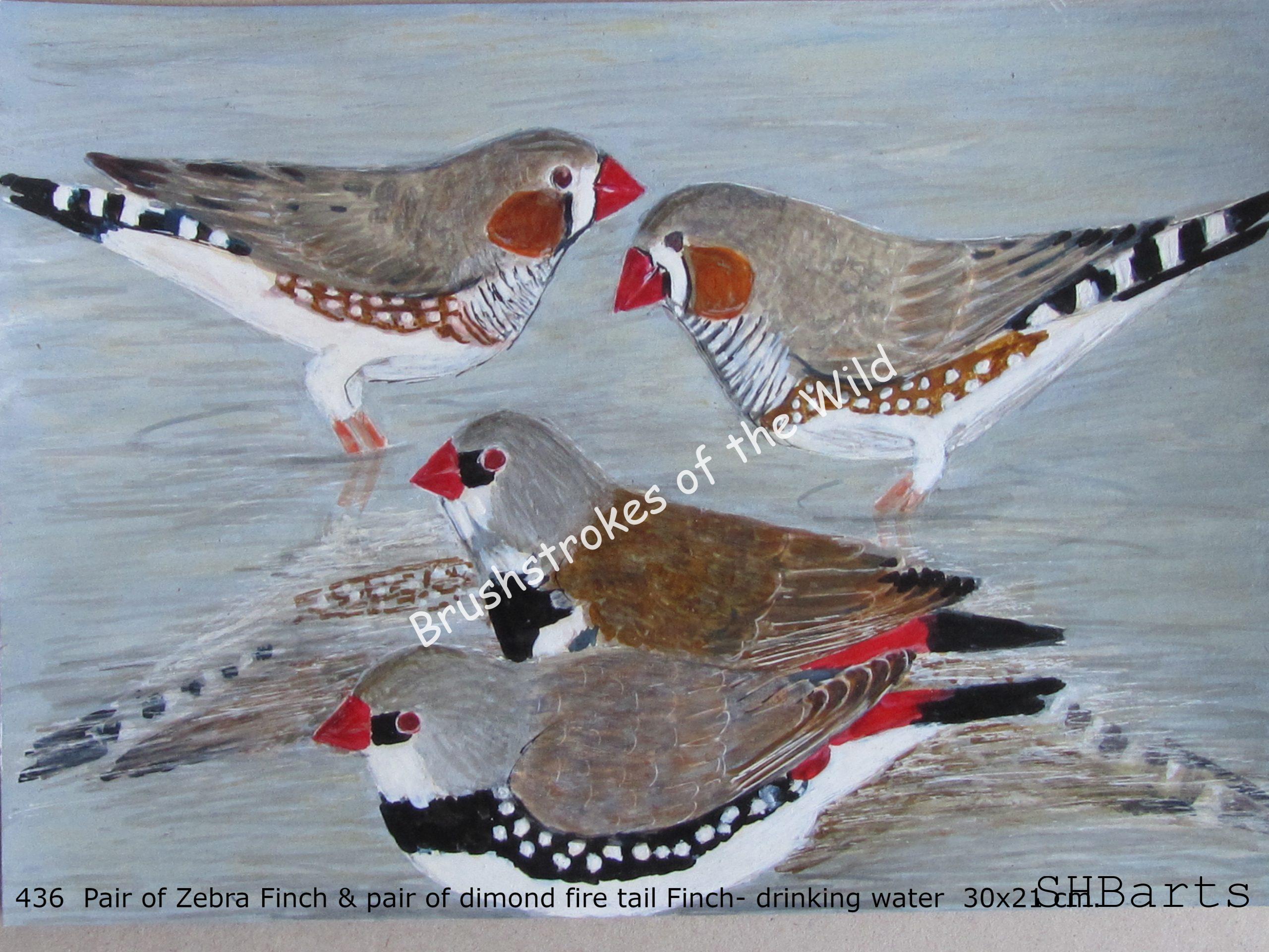 Pair of Zebra Finch and pair of Dimond-fire-tail Finches - Drinking water