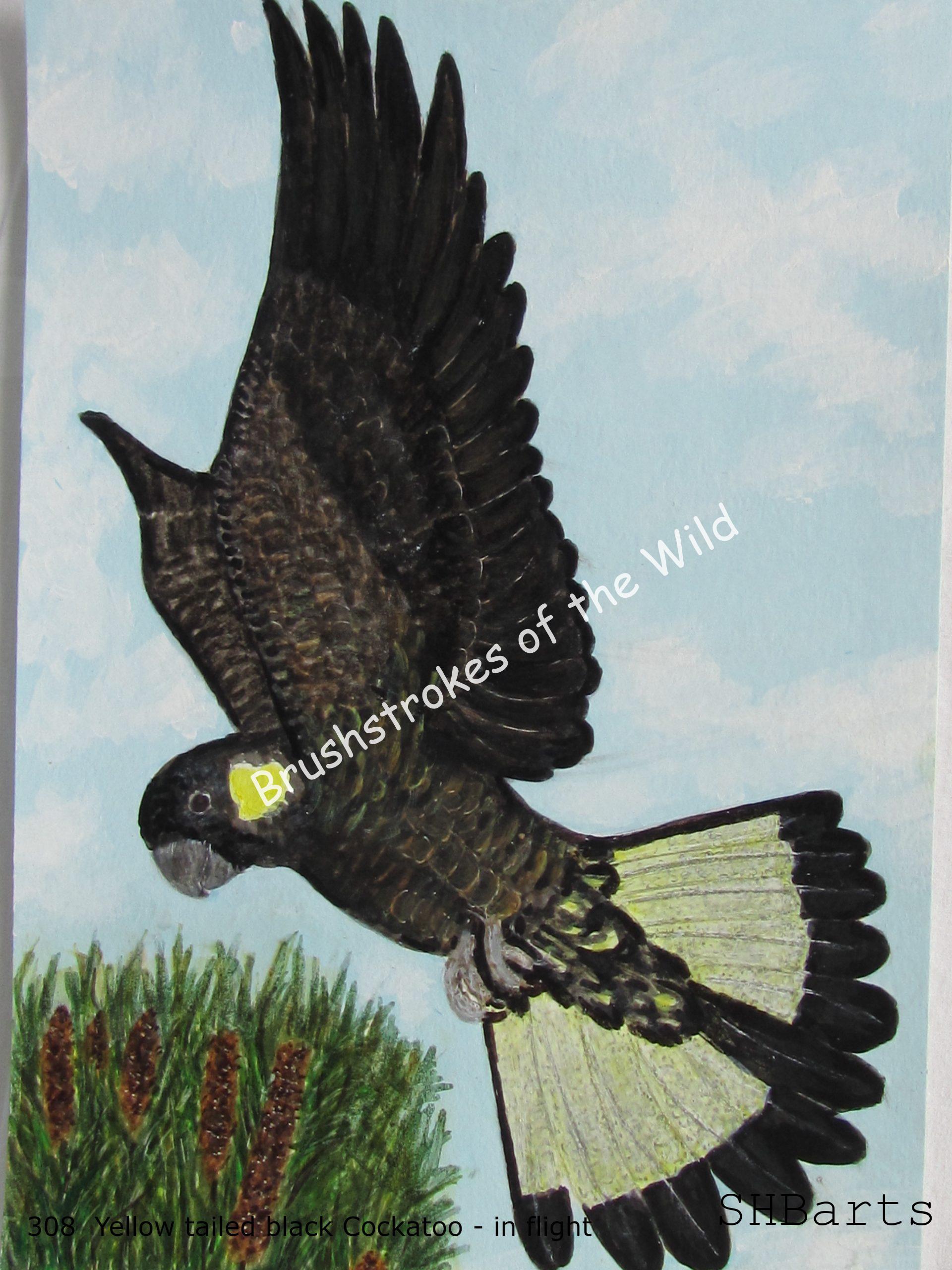 Yellow-tail black Cockatoo - In flight ( A. of set 4 )