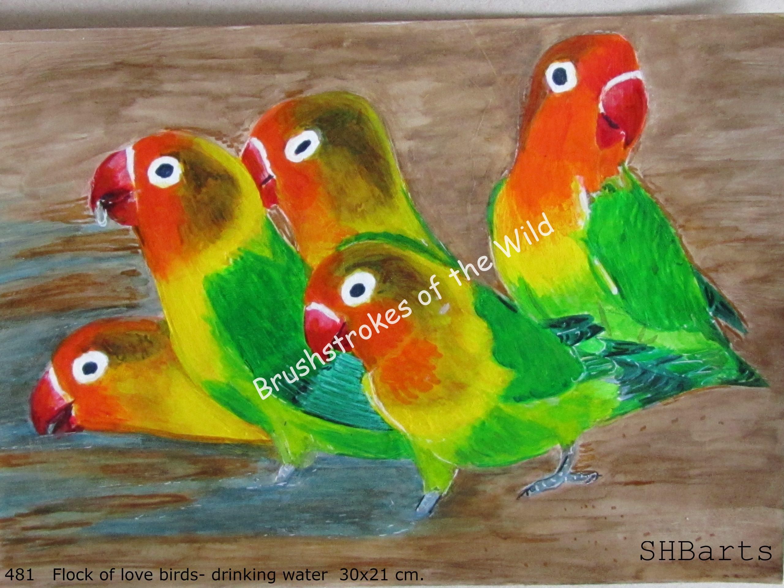 Flock of Red-face Love birds - Drinking water