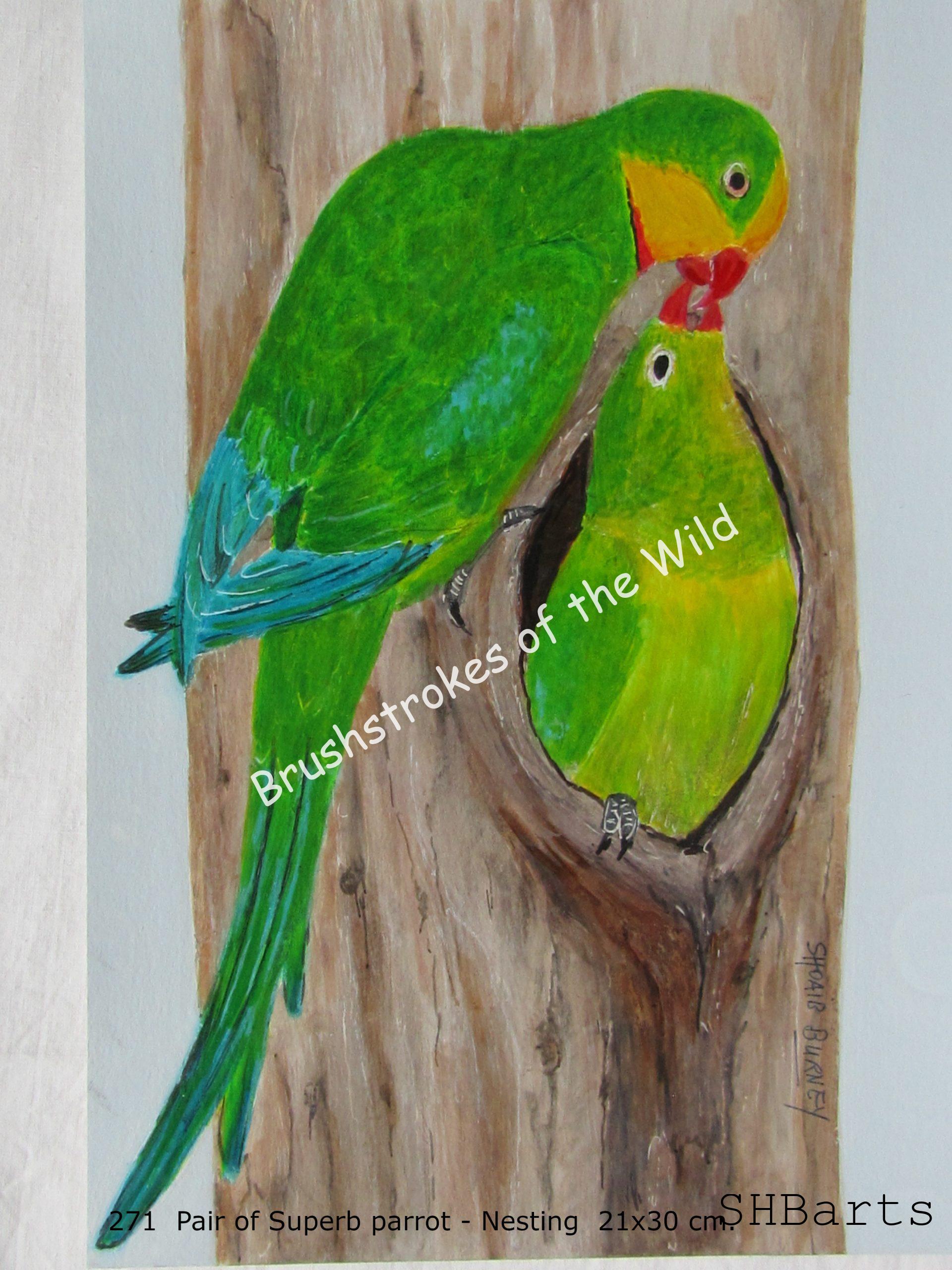 Pair of Superb Parrot - Nesting