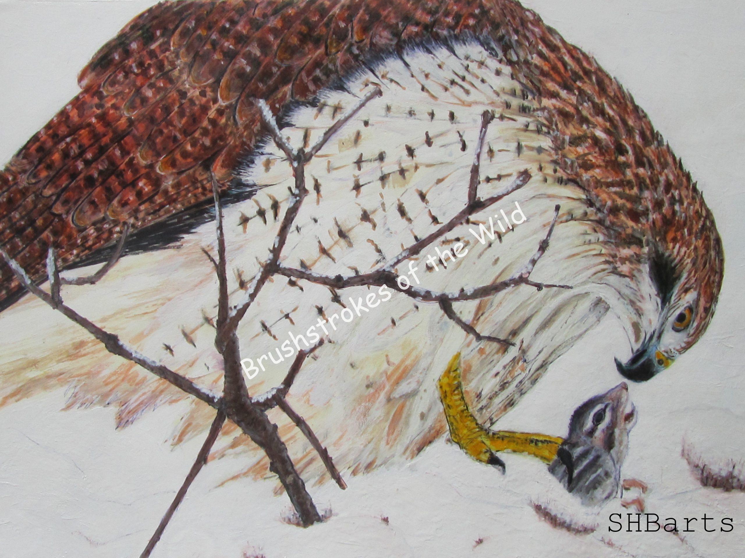 648   Black Kite vs Eastern Squirrel Size 42x30 cm