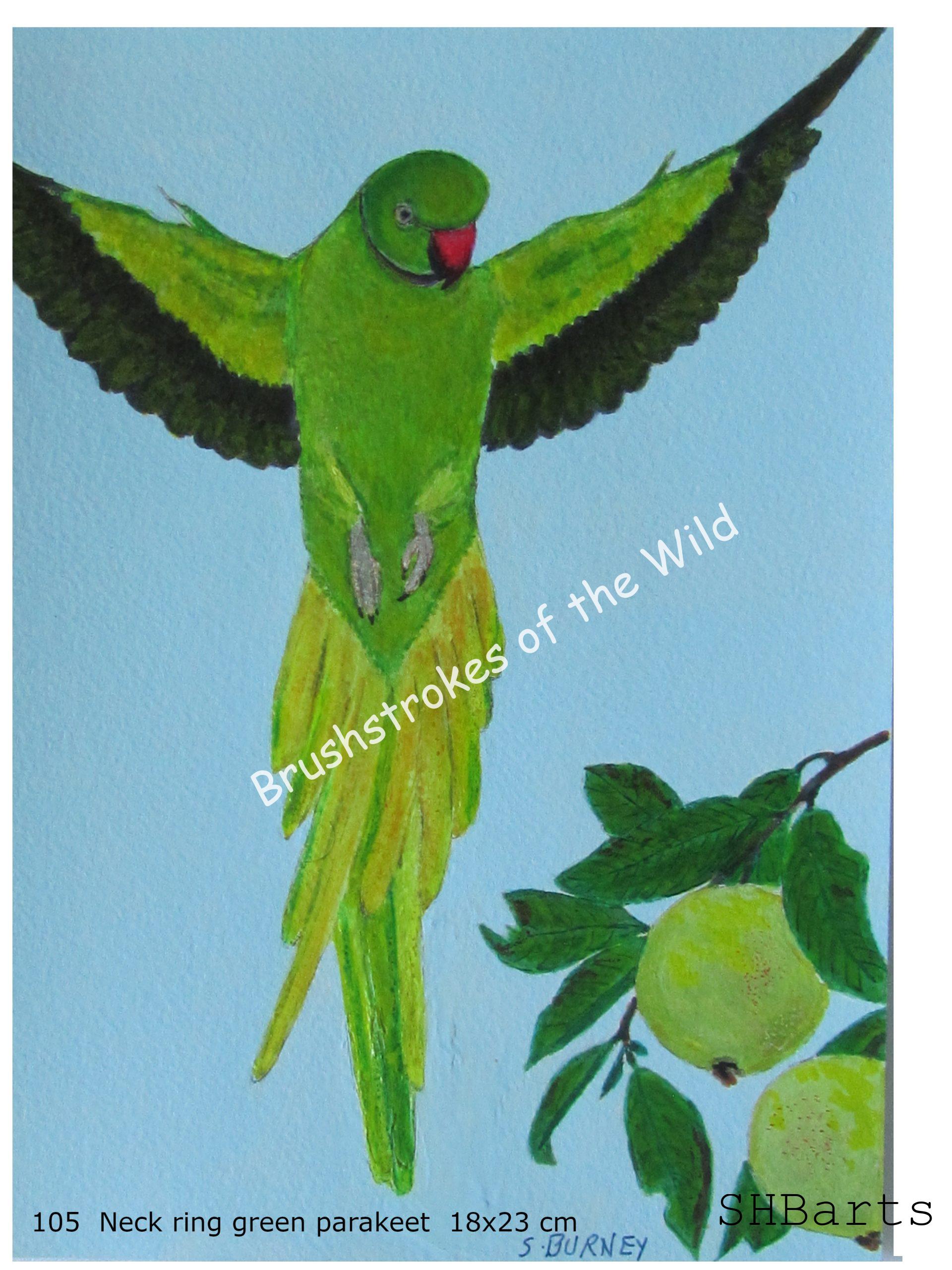 Neck-ring green male Parakeet