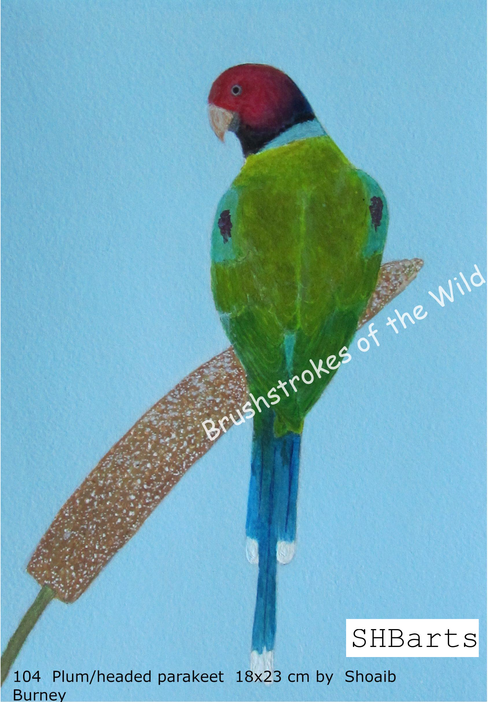 Plum-headed/Blossom-headed Parakeet