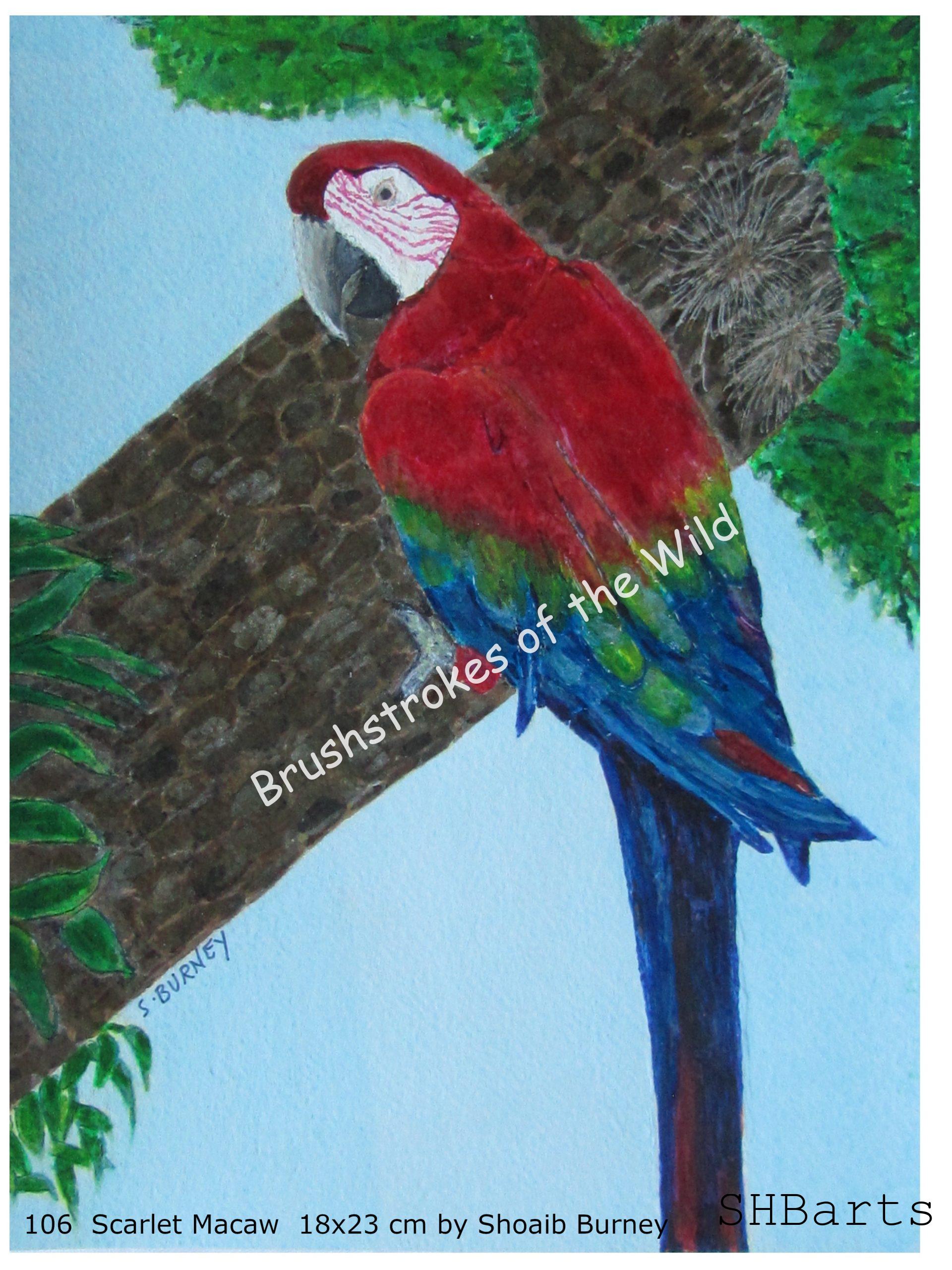Scarlet Macaw