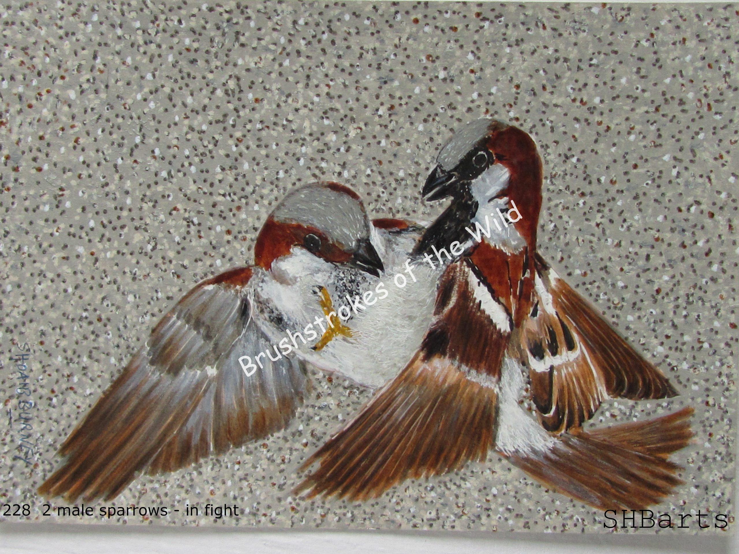 Domestic Sparrows- fighting