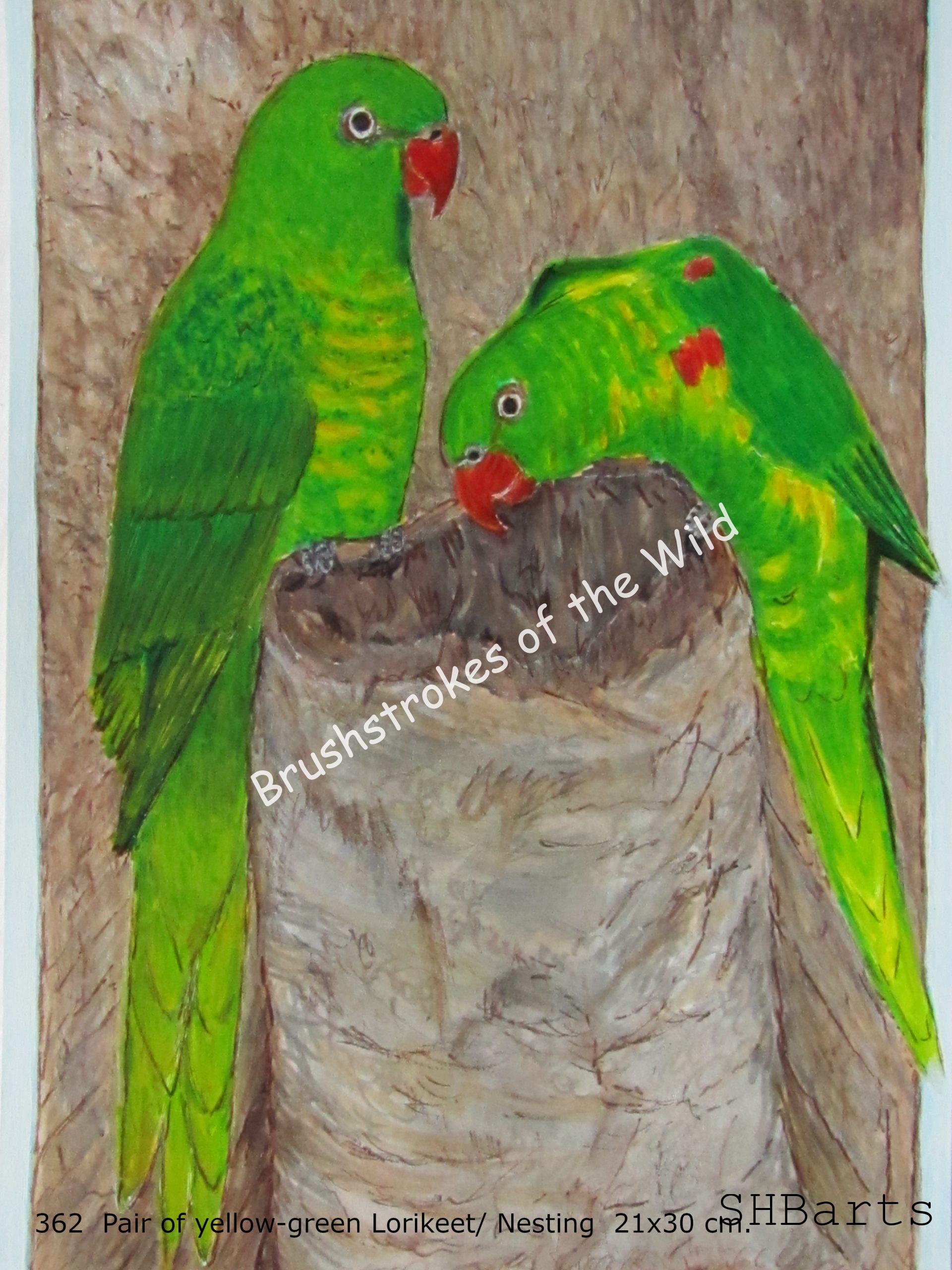 Pair of yellow-green Lorikeet - Nesting