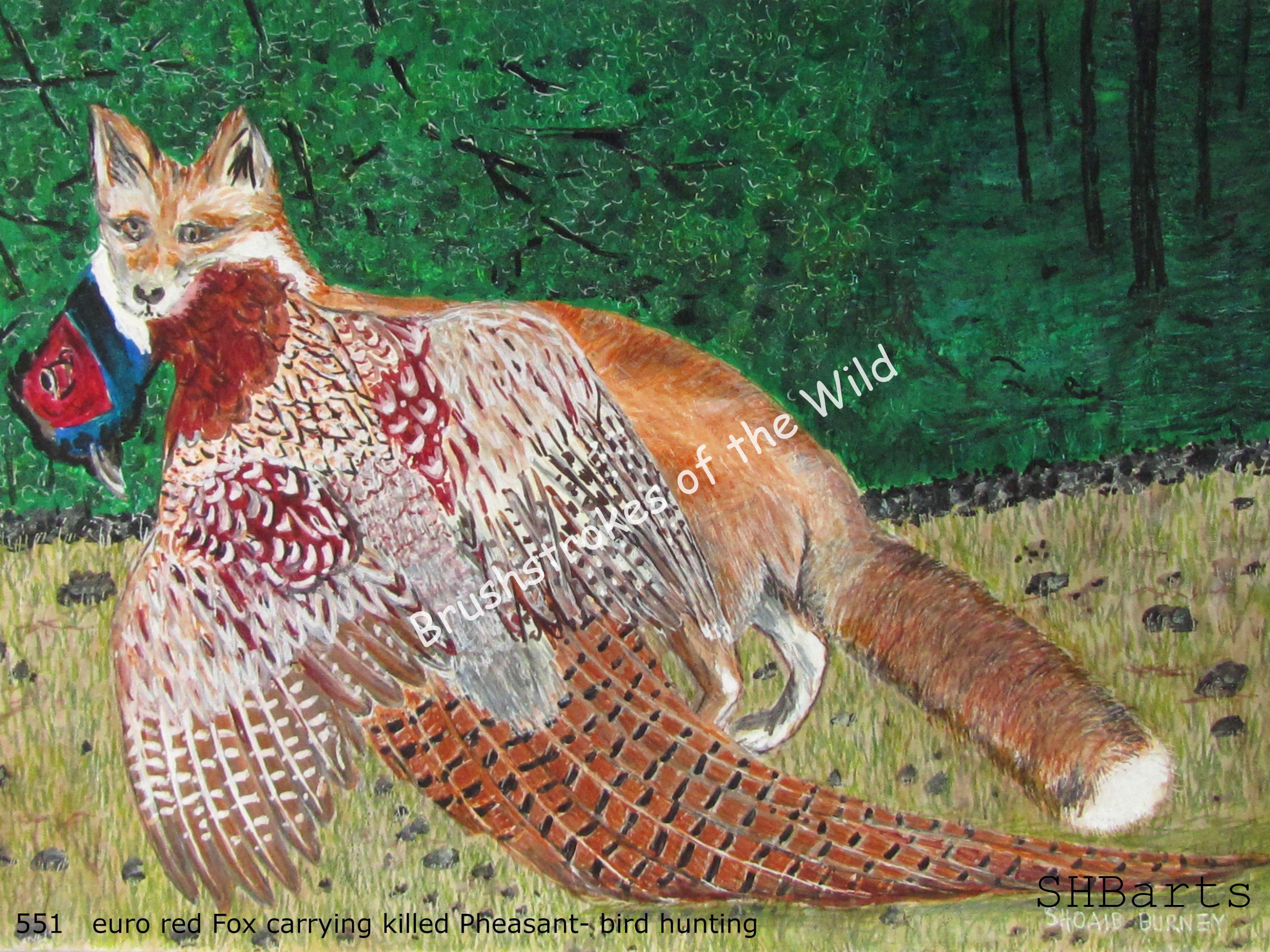 Red Fox carrying Pheasant after hunting