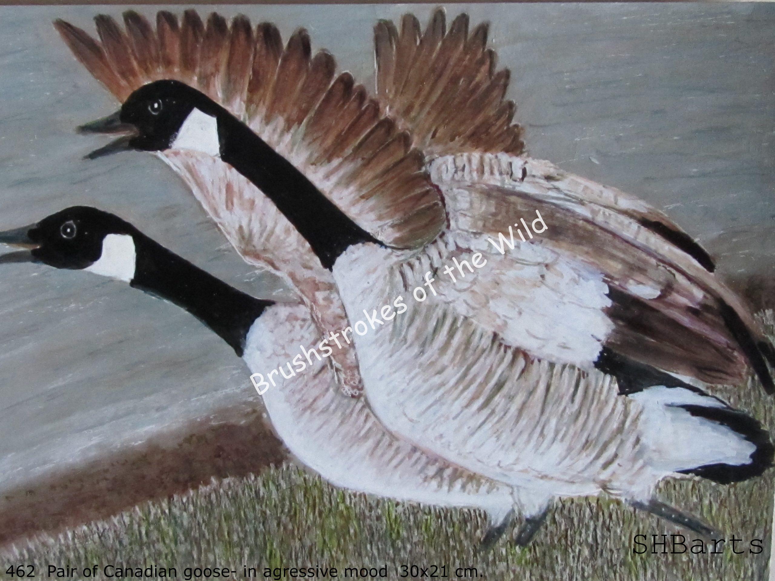 Pair of Canadian Goose - In agresive action