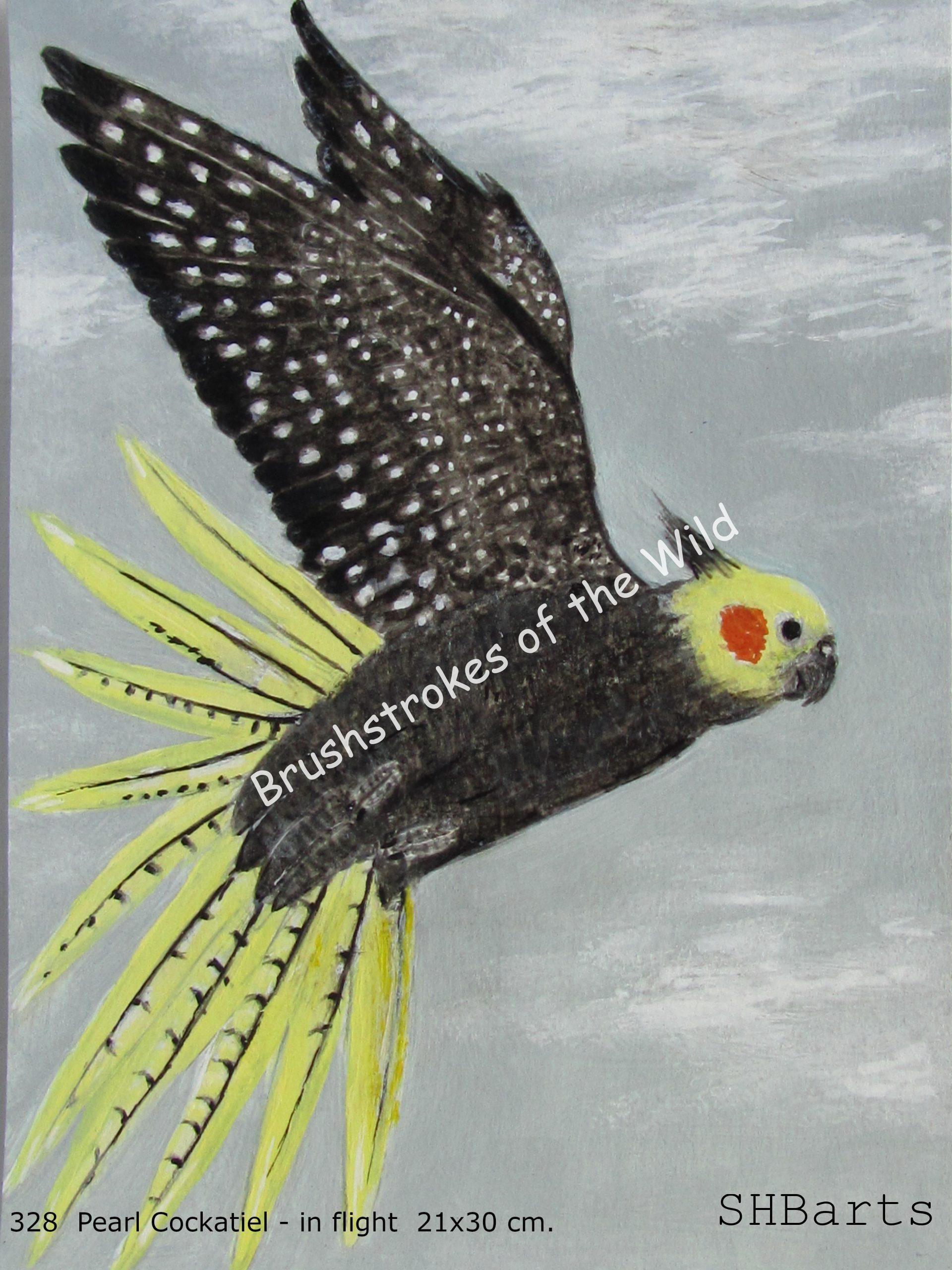 Cockatiel - In flight