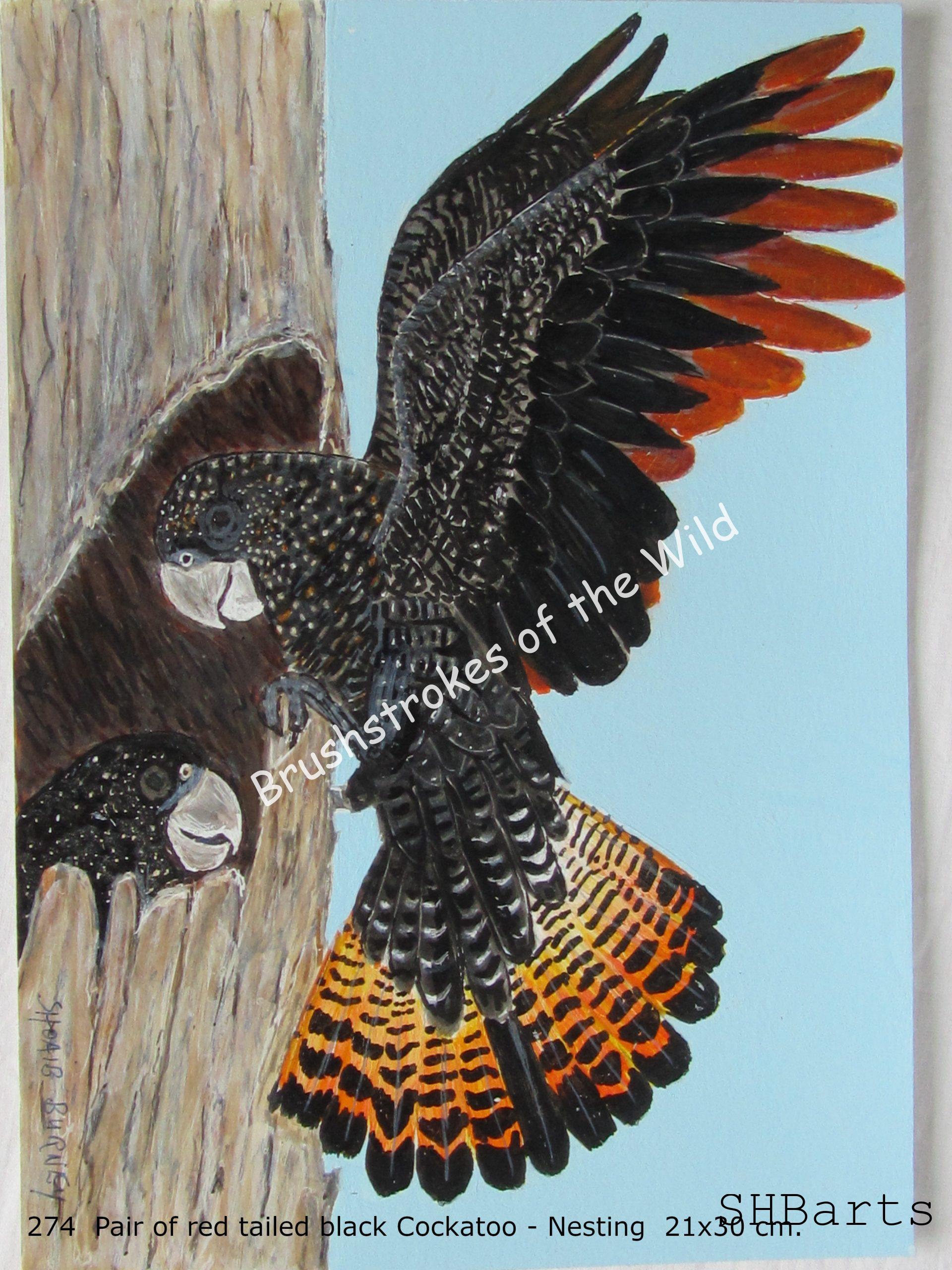 Pair of red-tailed black Cockatoo - Nesting