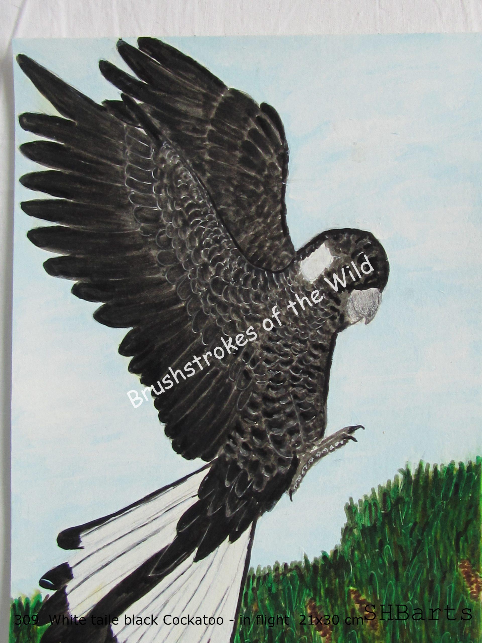 White -tail black Cockatoo - In flight  ( B. of set 4 )