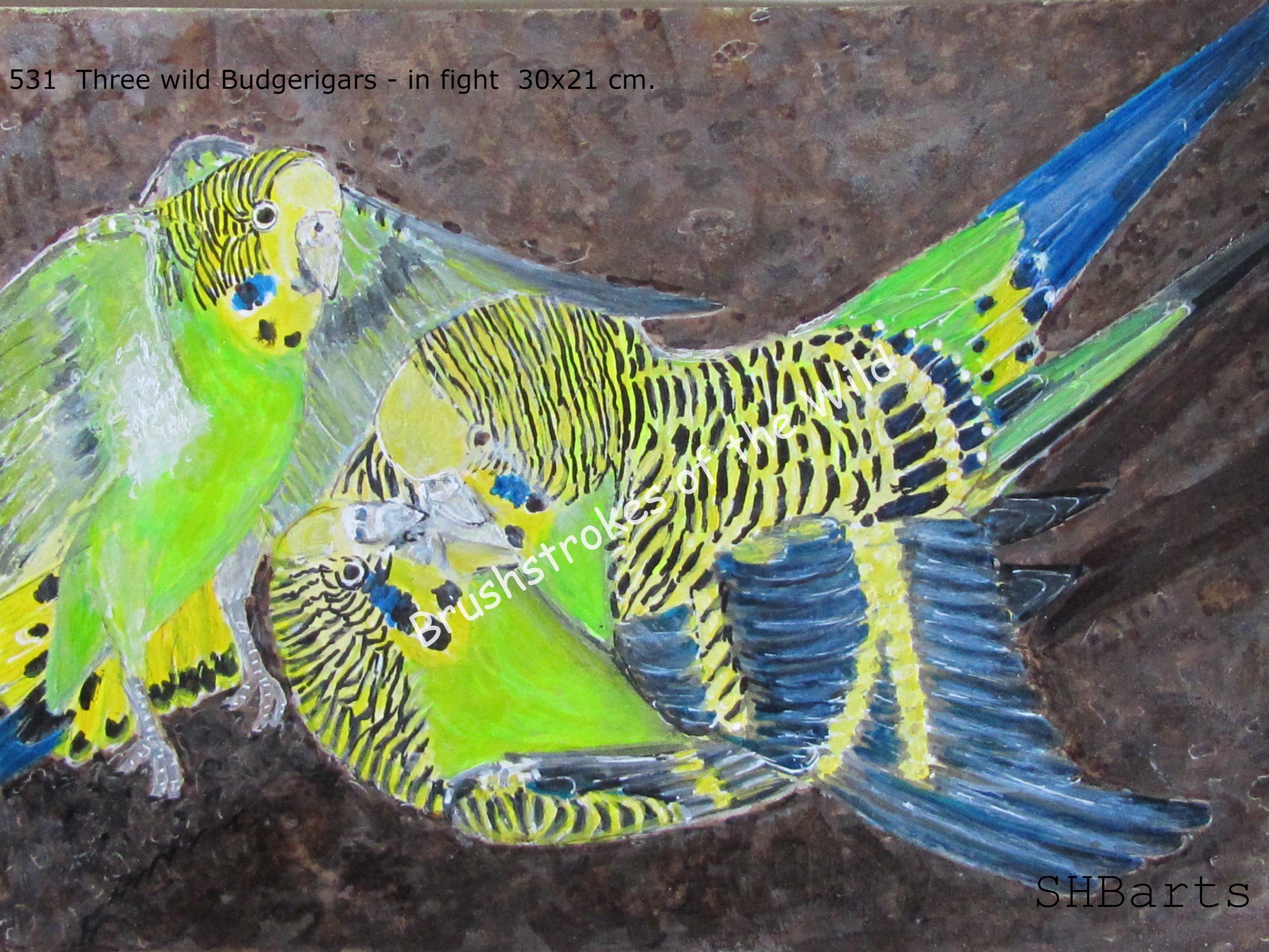 3 Wild Budgeries - In fight