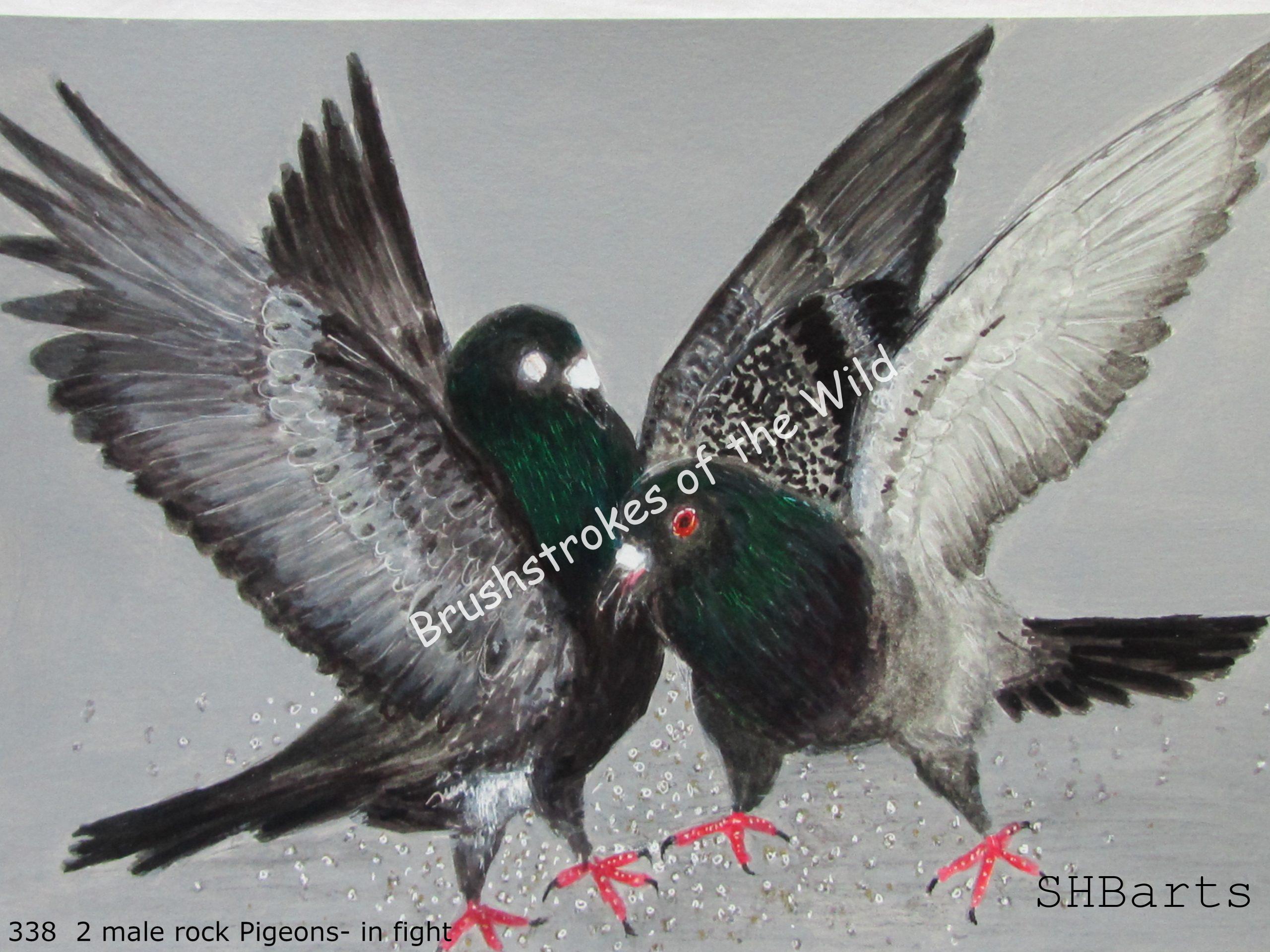 2 male Pigeons - Fighting