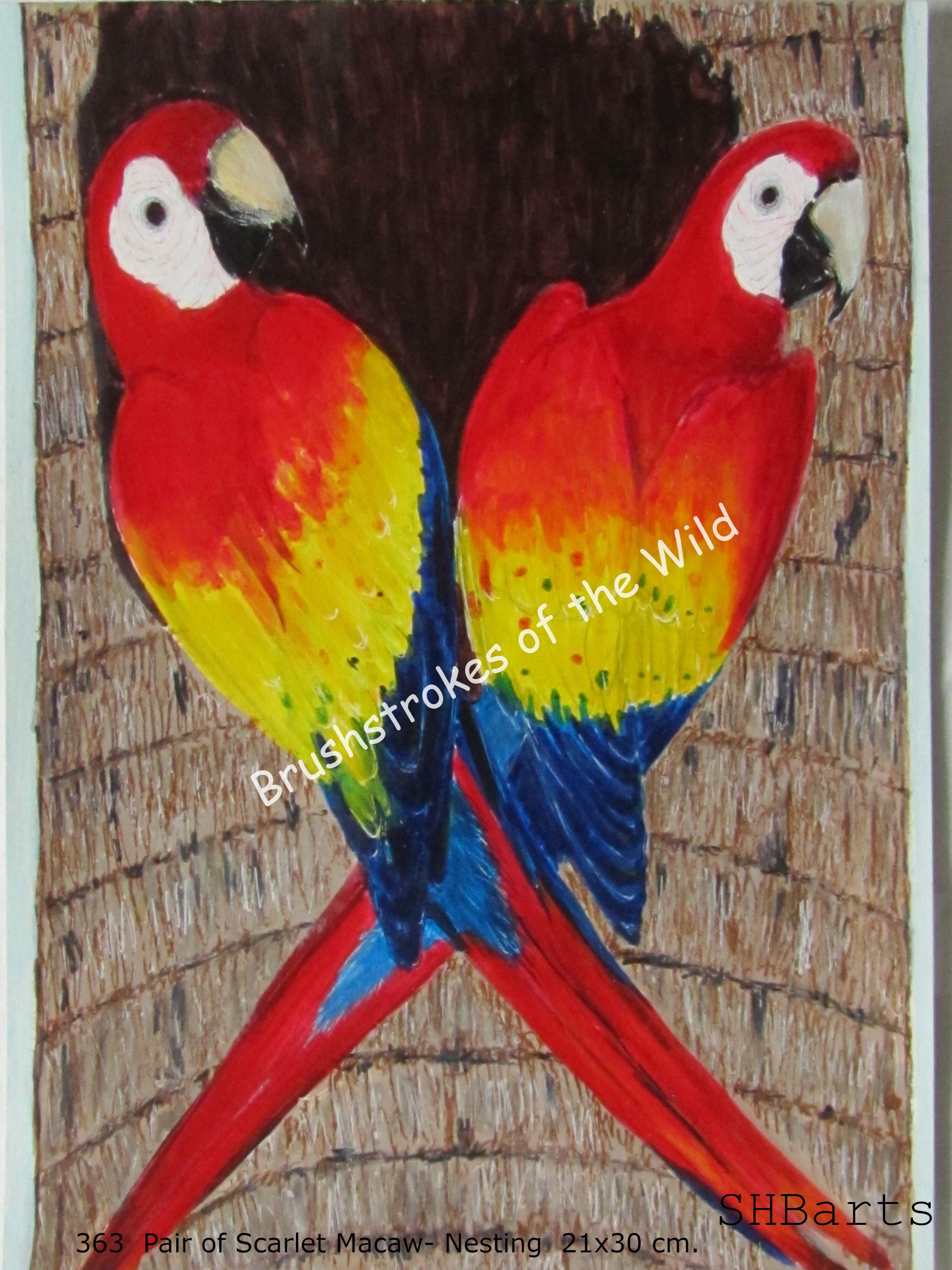 Pair of Scarlet Macaw - Nesting