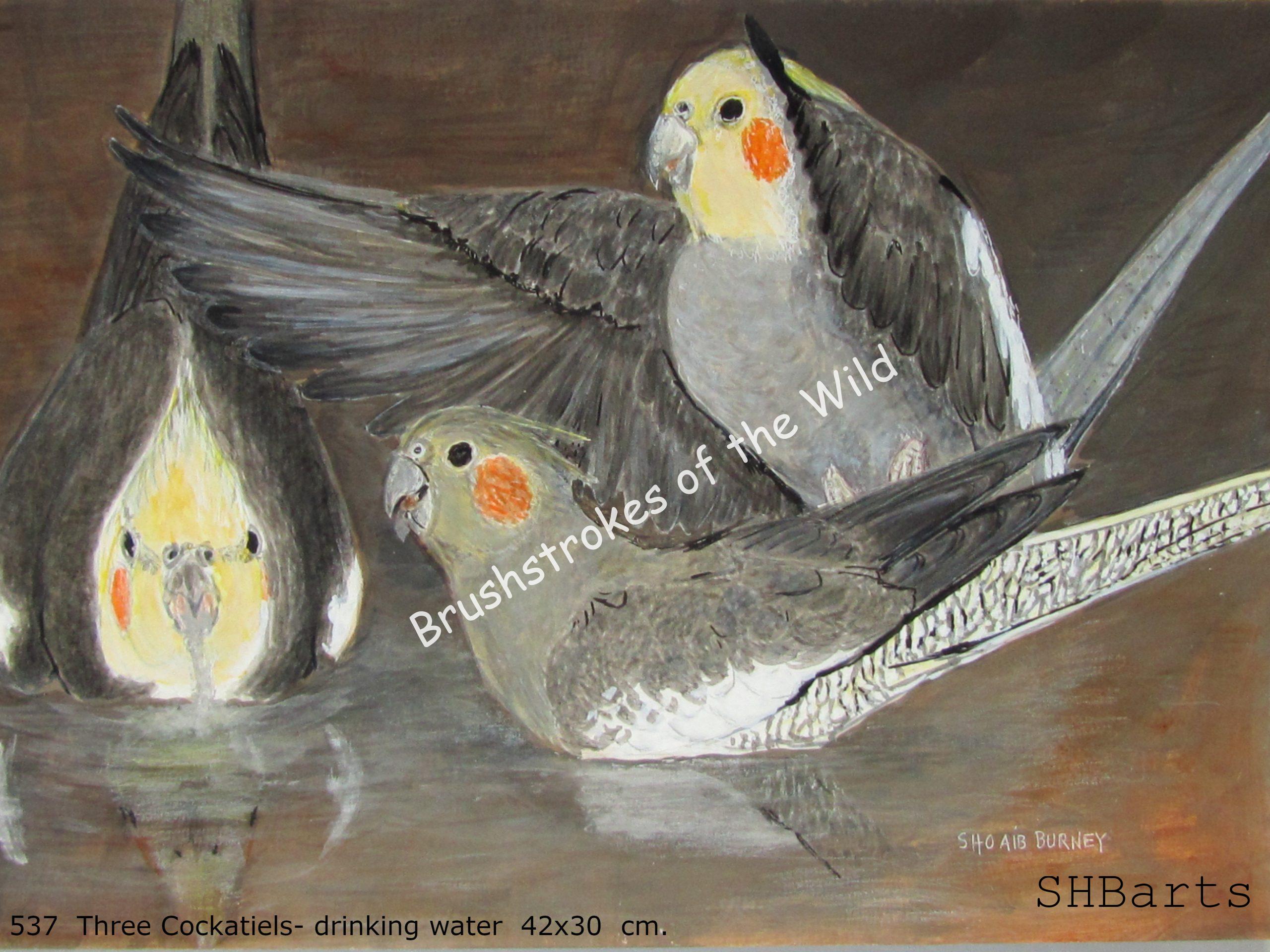 3 Cockatiels - Drinking water