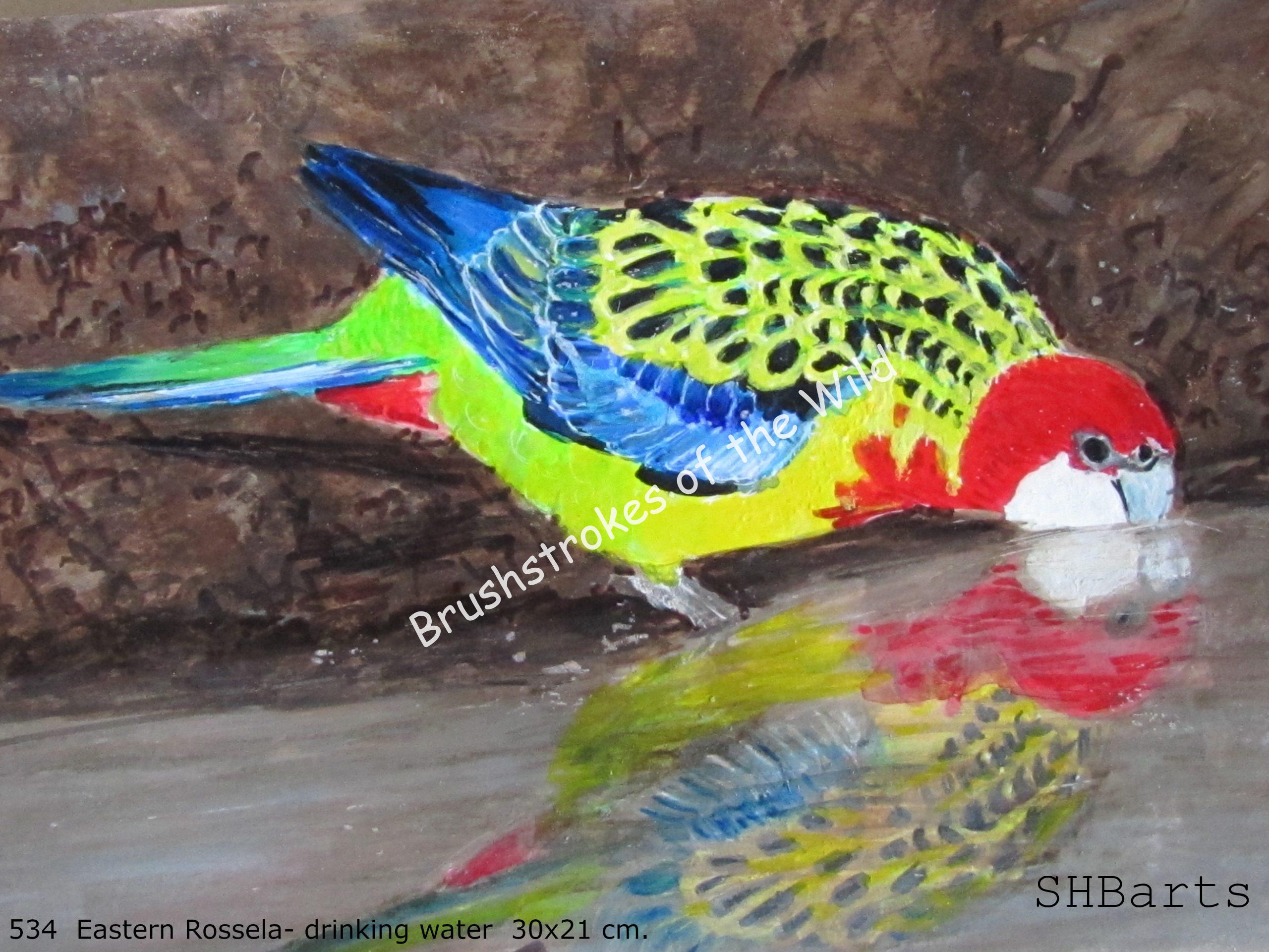 Eastern Rossela - Drinking water