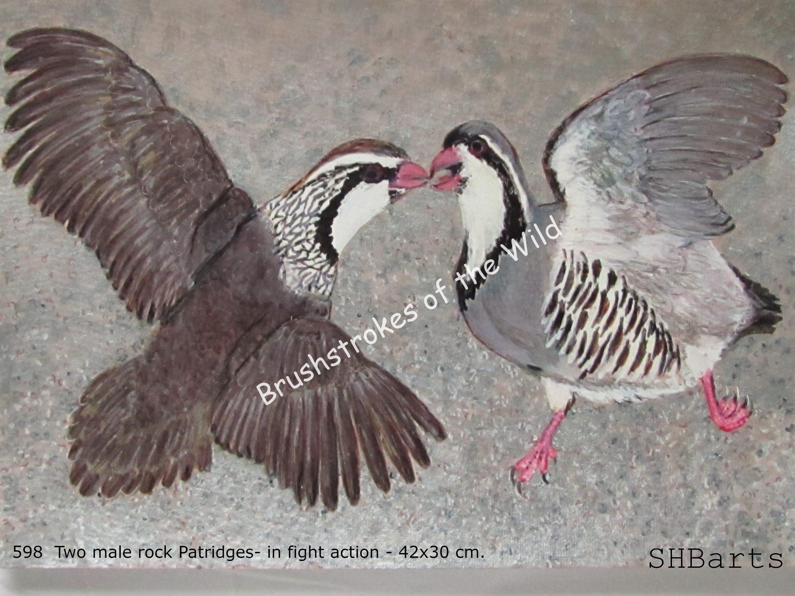 2 Male rock Patridges - in fight