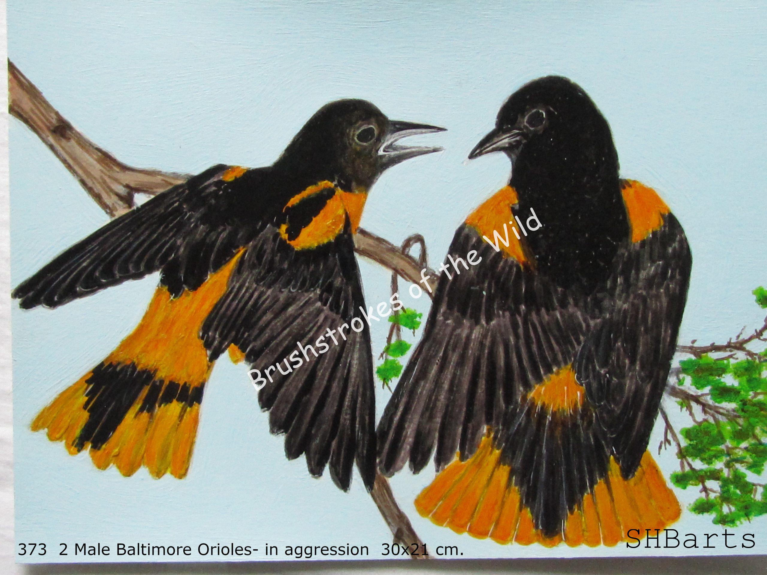 2 Male Baltimore Orioles - Fighting action