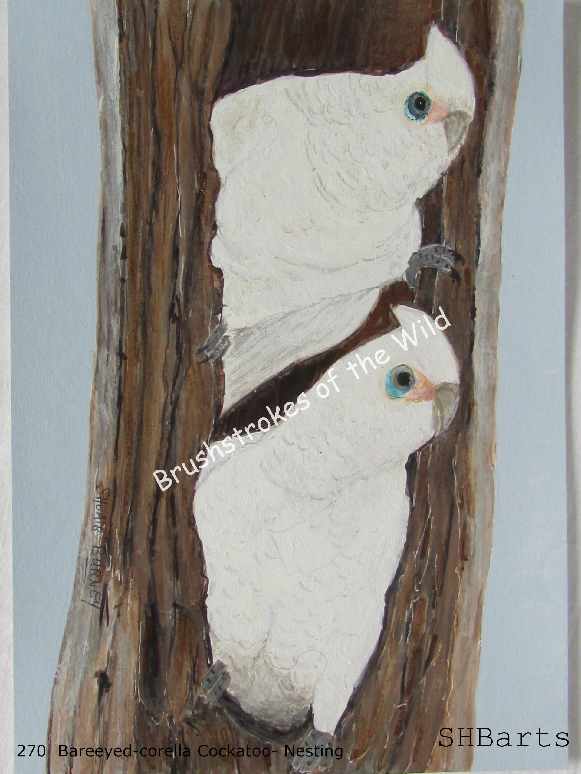 Pair of Bare-eyed Corella Cockatoo - Nesting