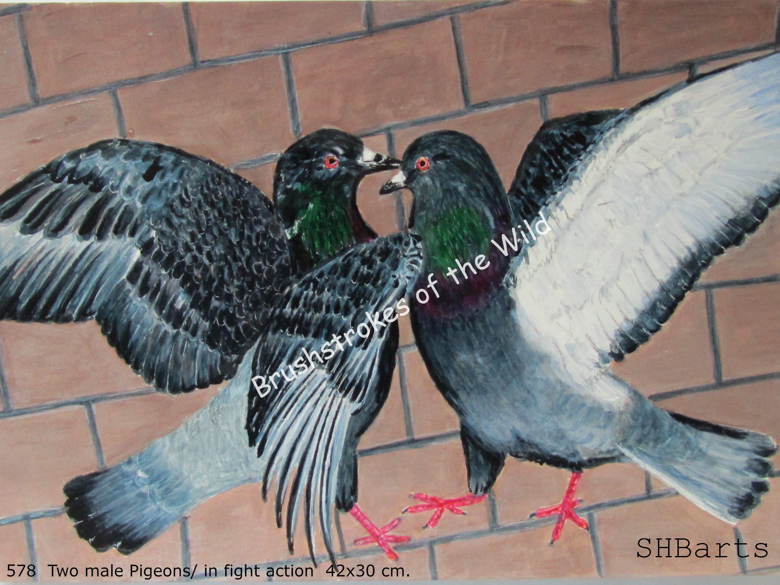 2 Male common Pigeons - In fight