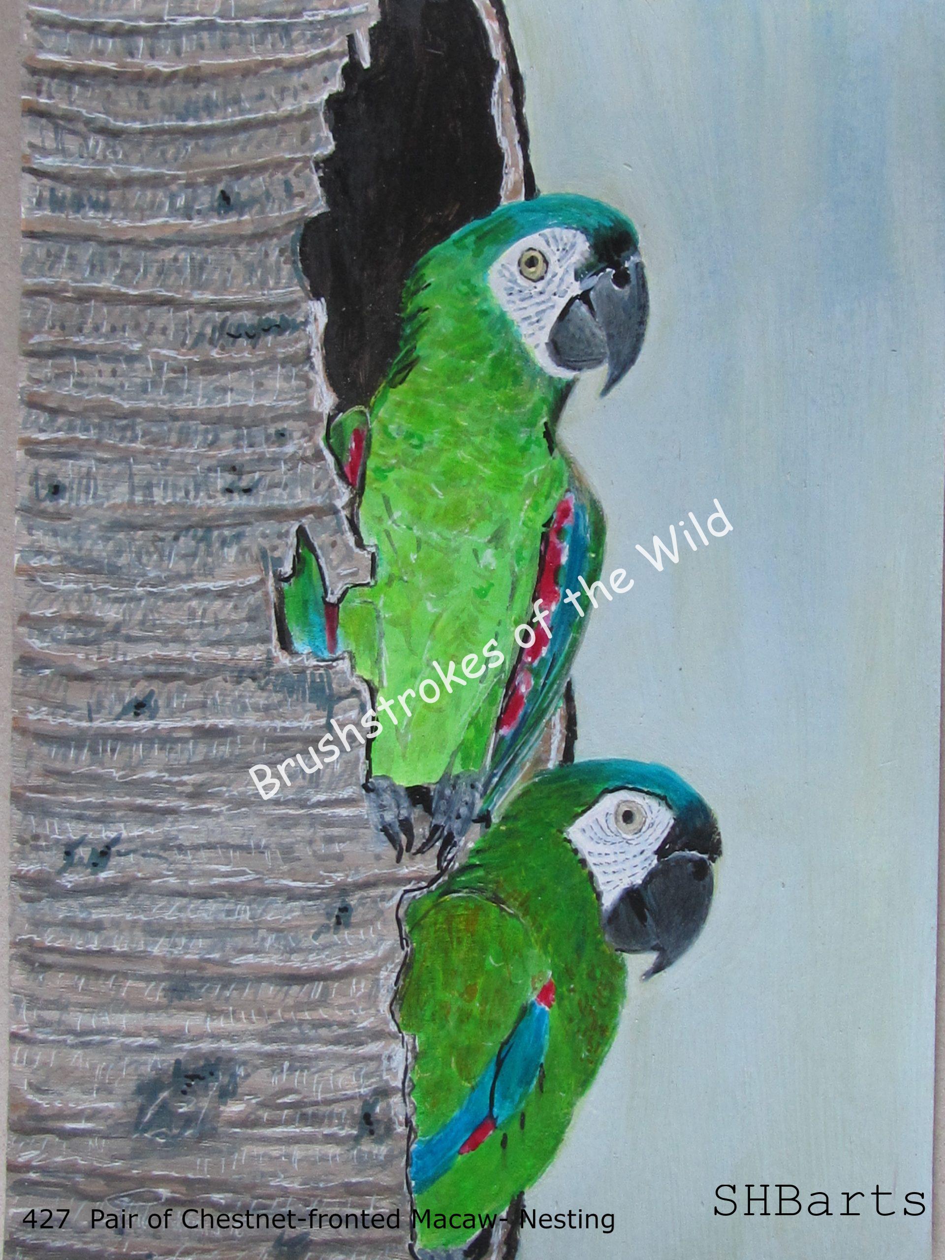 Pair of Chestnut-fronted Macaw - Nesting