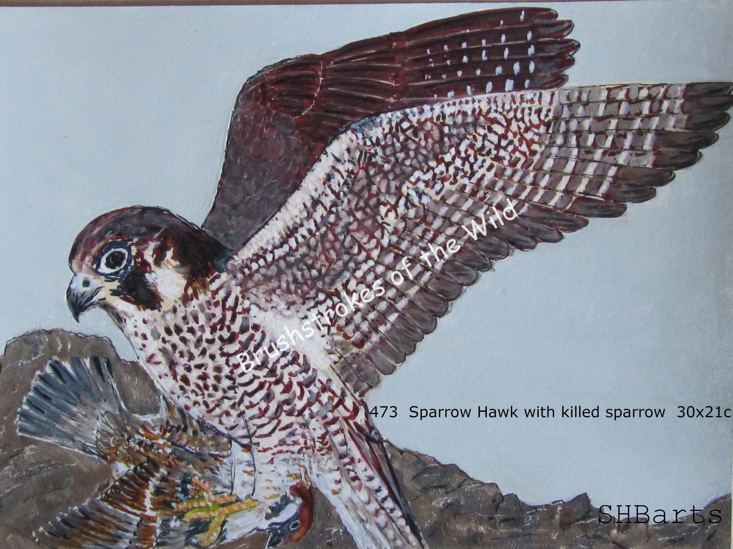 Sparrow Hawk - Eating Sparrow