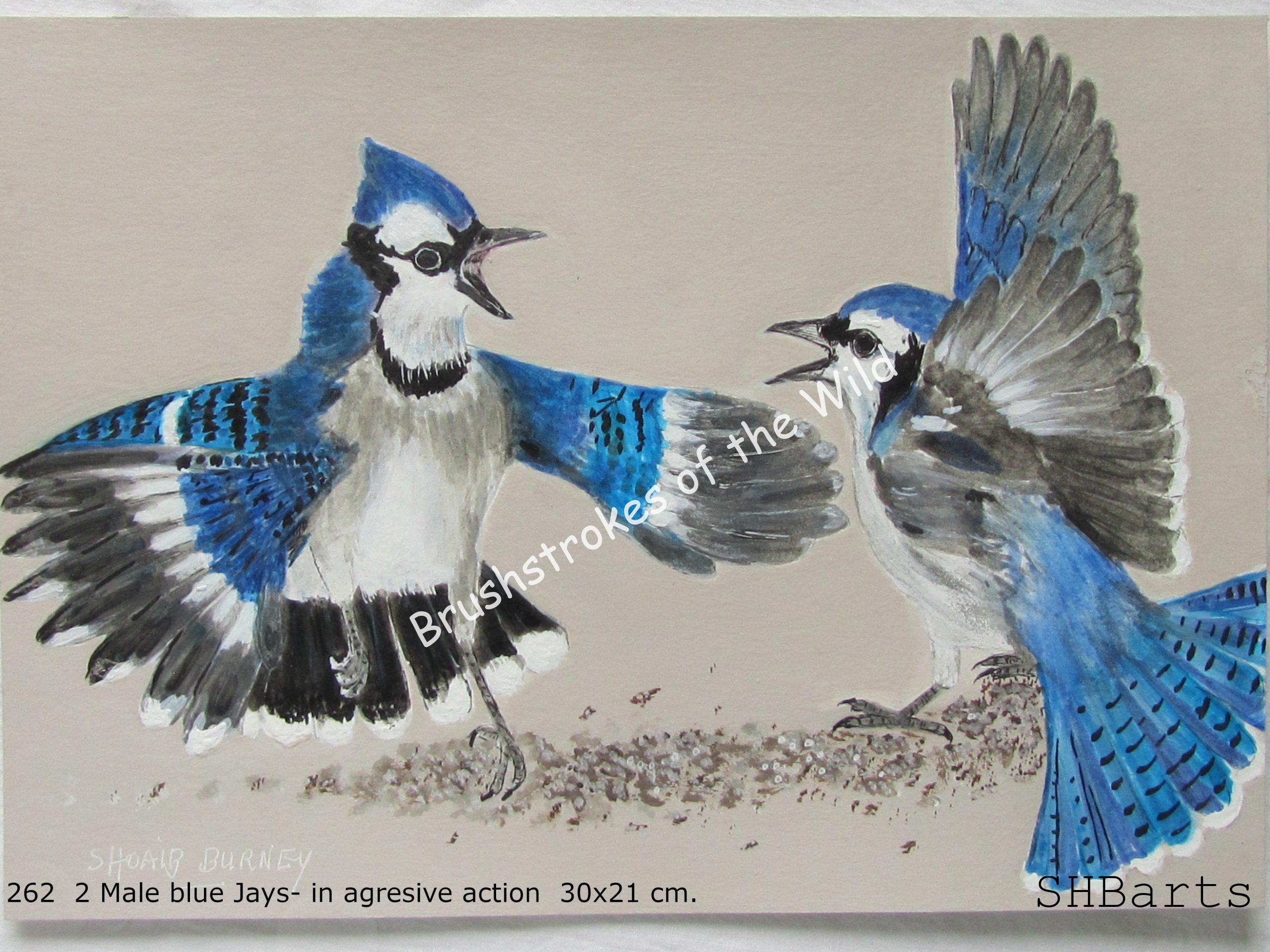 2 Male Blue Jays in agresive action