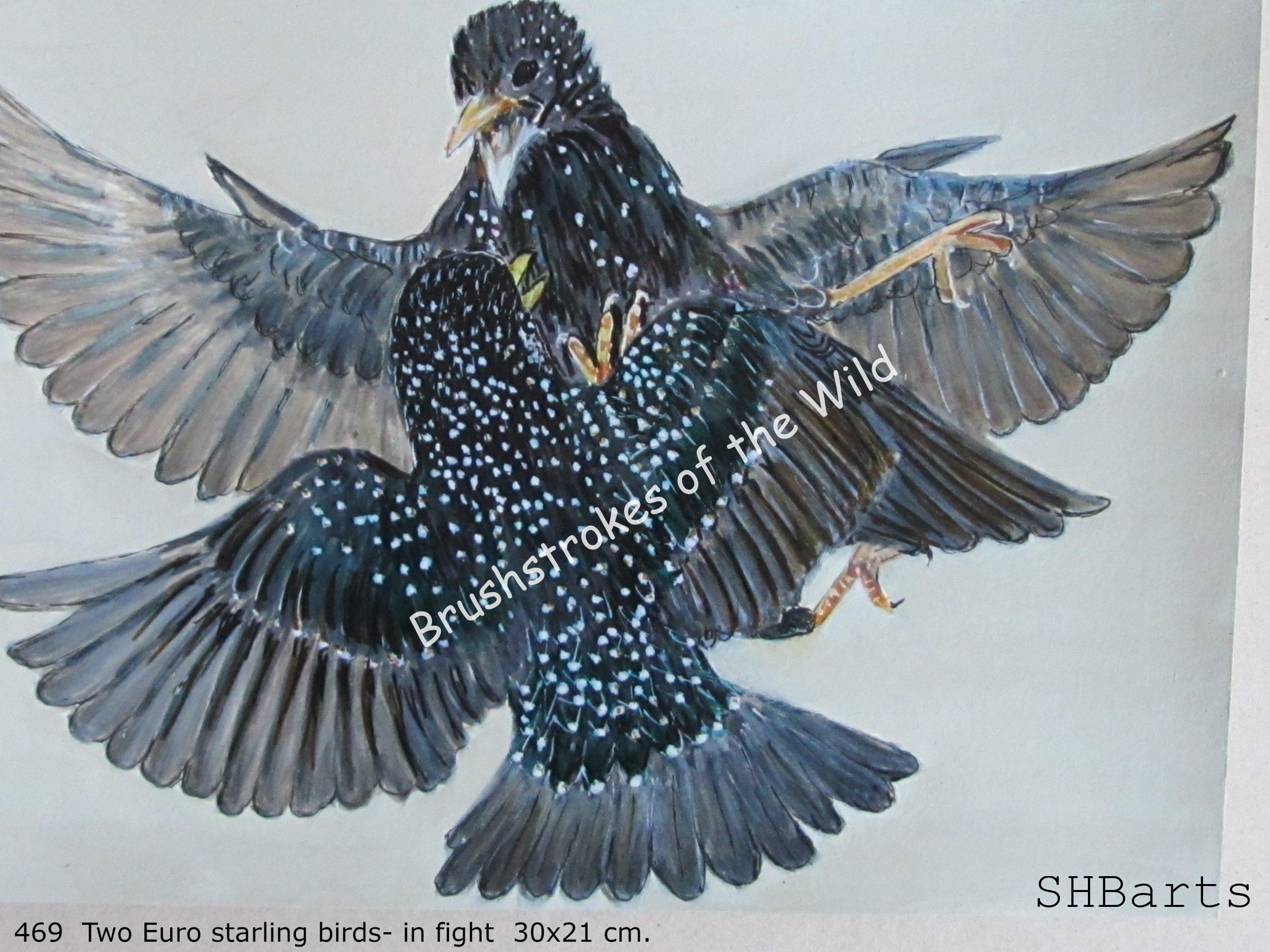 2 Euro Starling - In flight