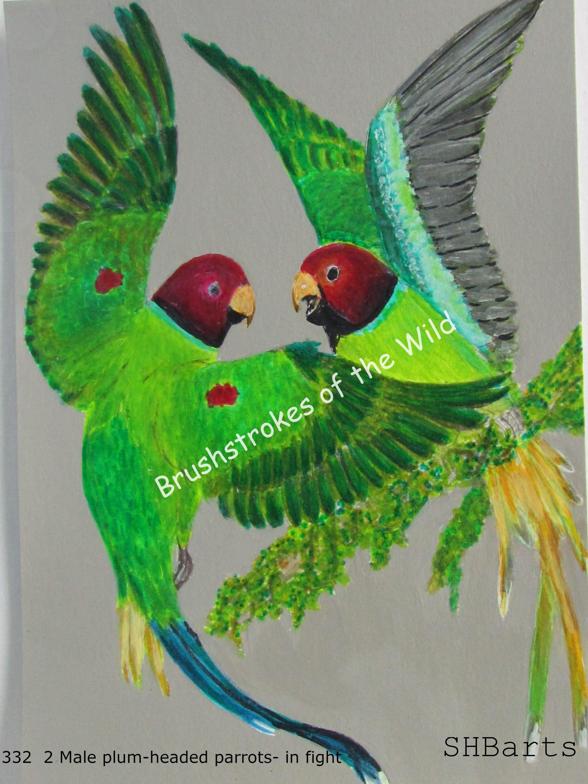 2 mail Plum headed Parrots - Fighting action