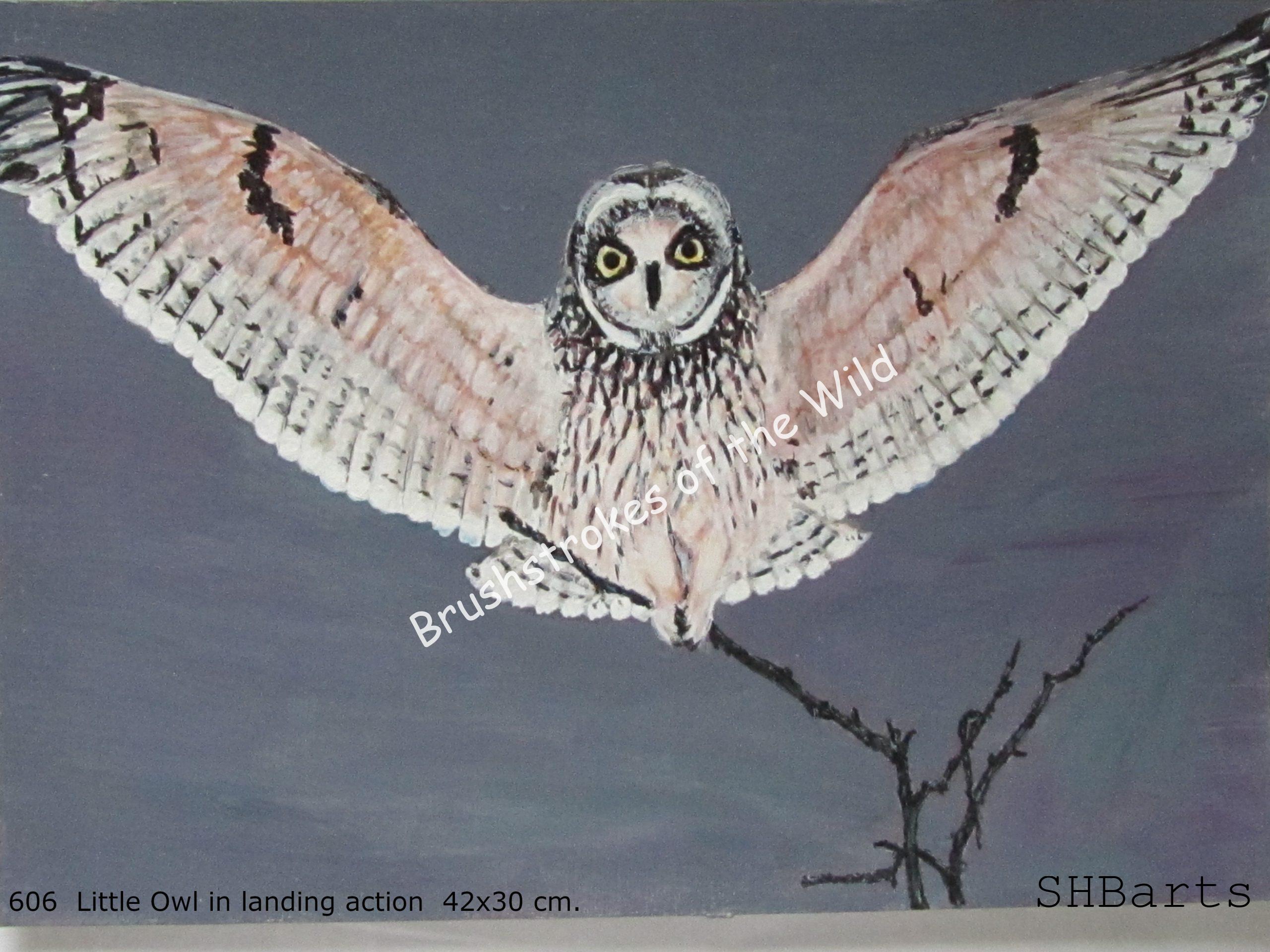 Little Owl - Landing action
