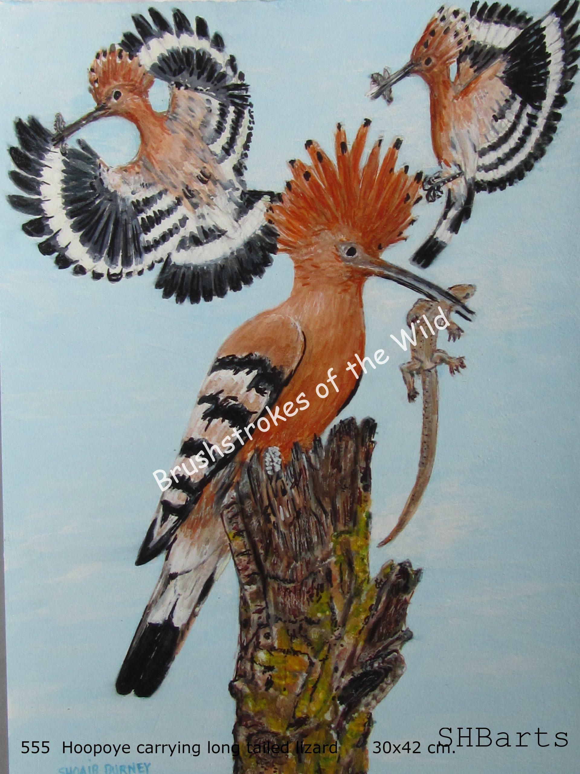 Hoopoye carrying long tailed Lizard in background 2 Hoopoyes in flight