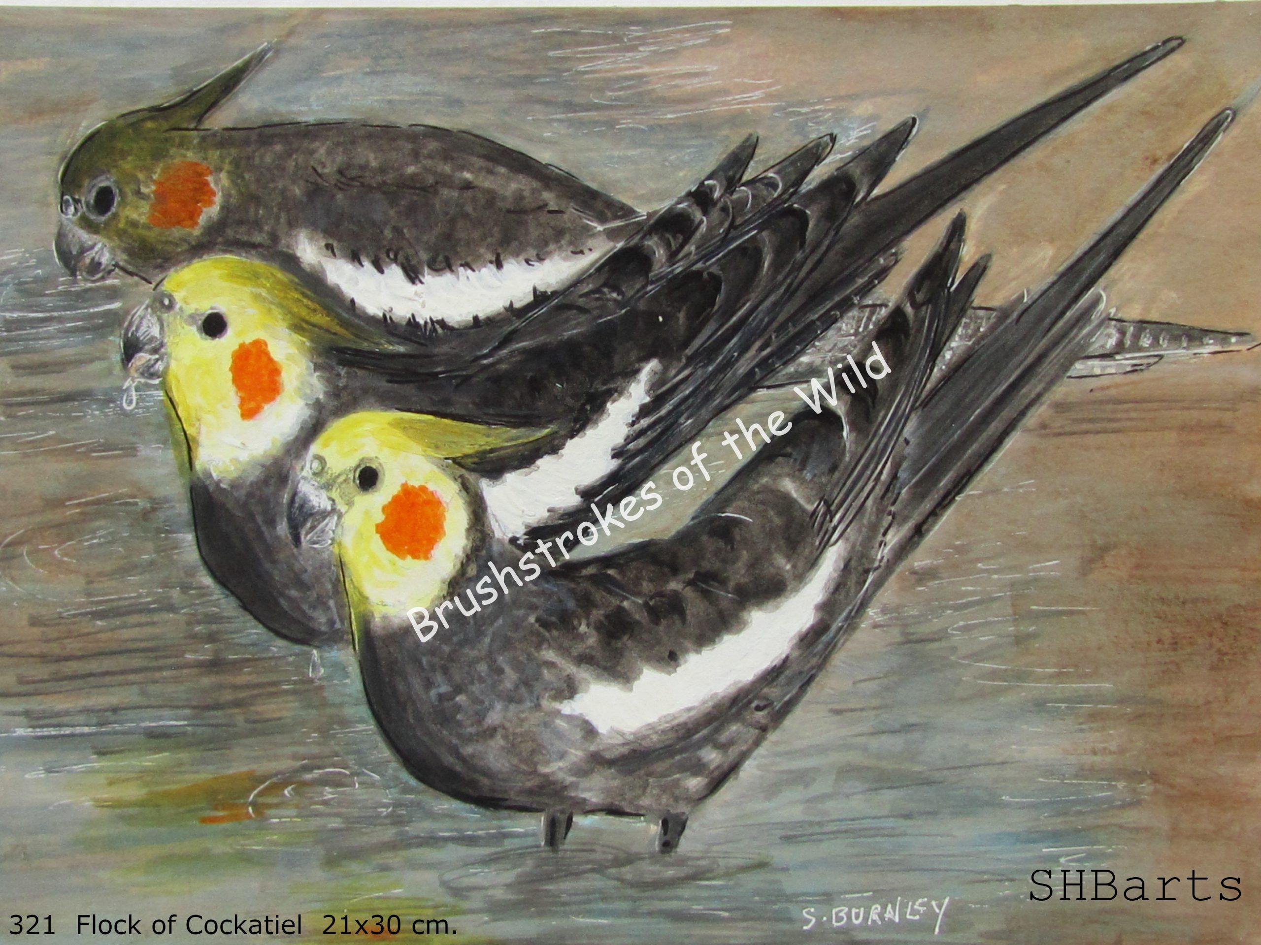 3 grey Cockatiel - Drinking water