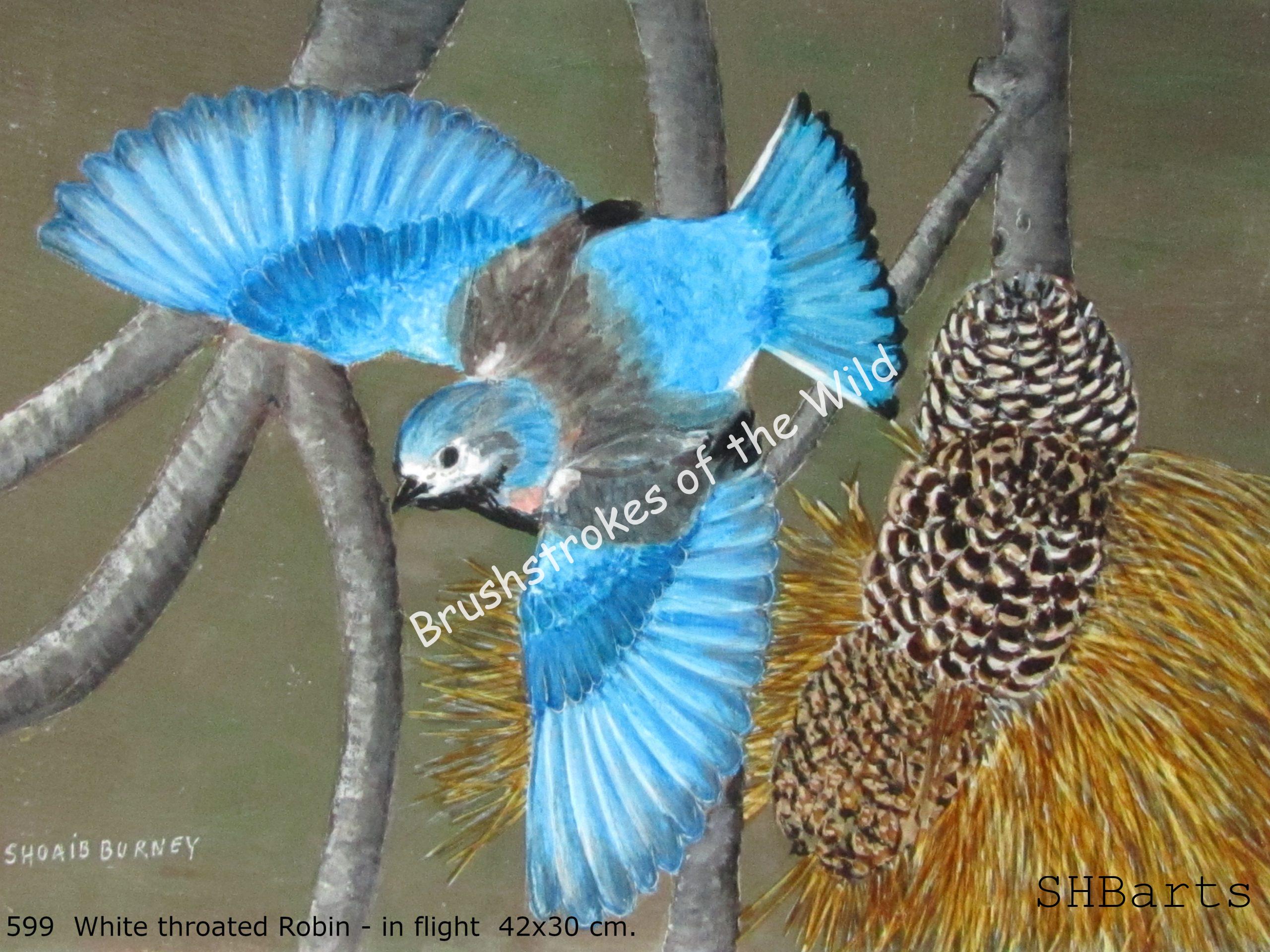 White throated Robin - in flight