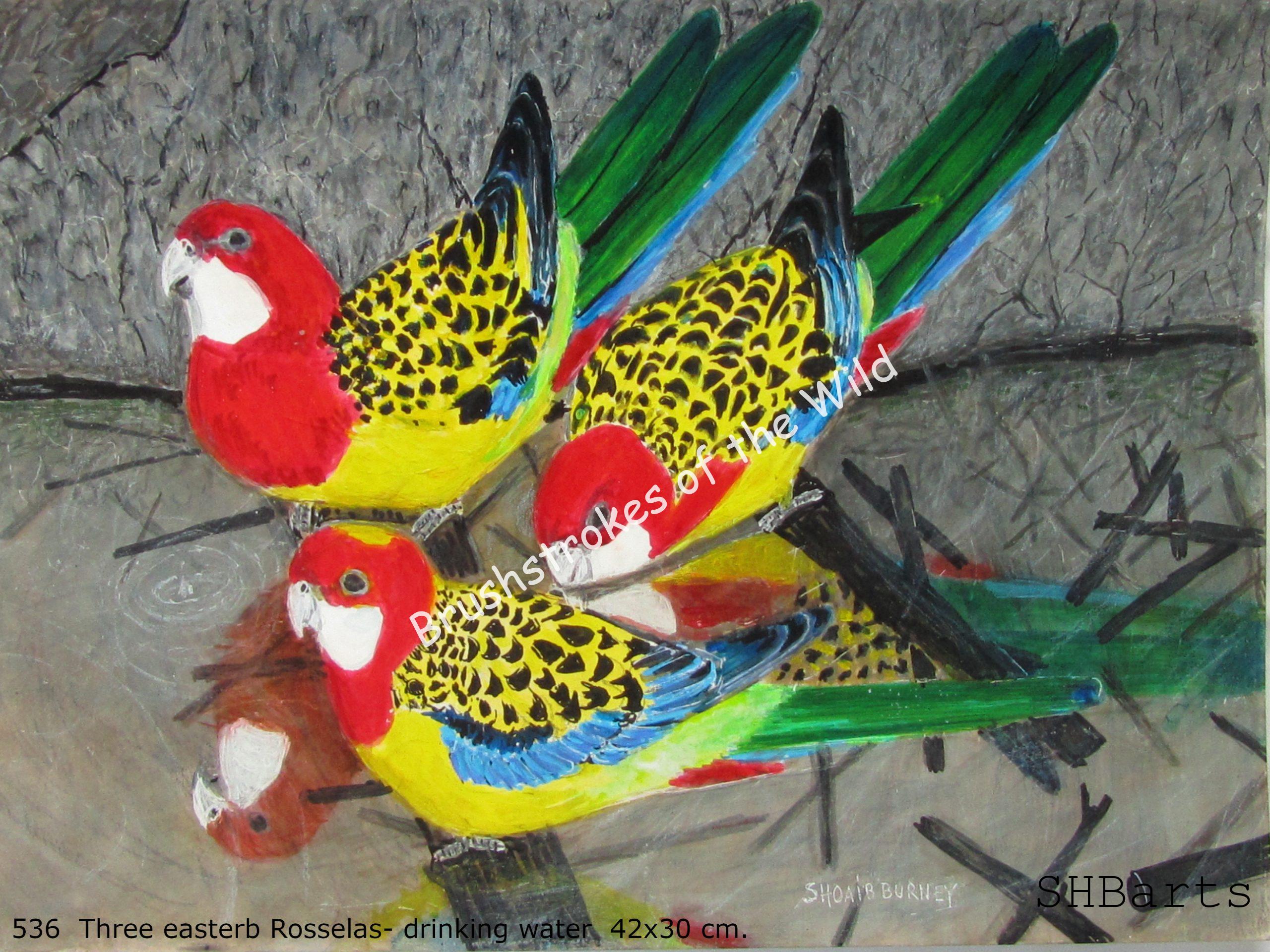 3 Eastern Rosselas - Drinking water