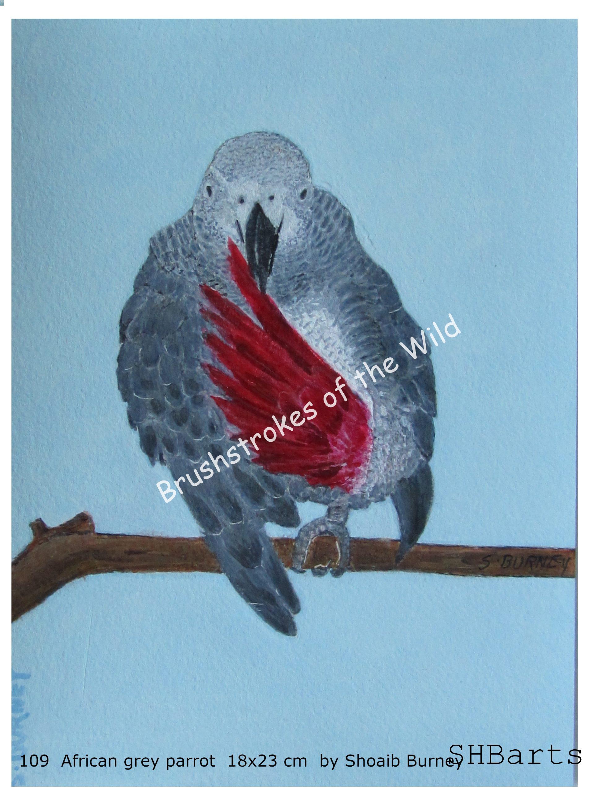 African grey Parrot