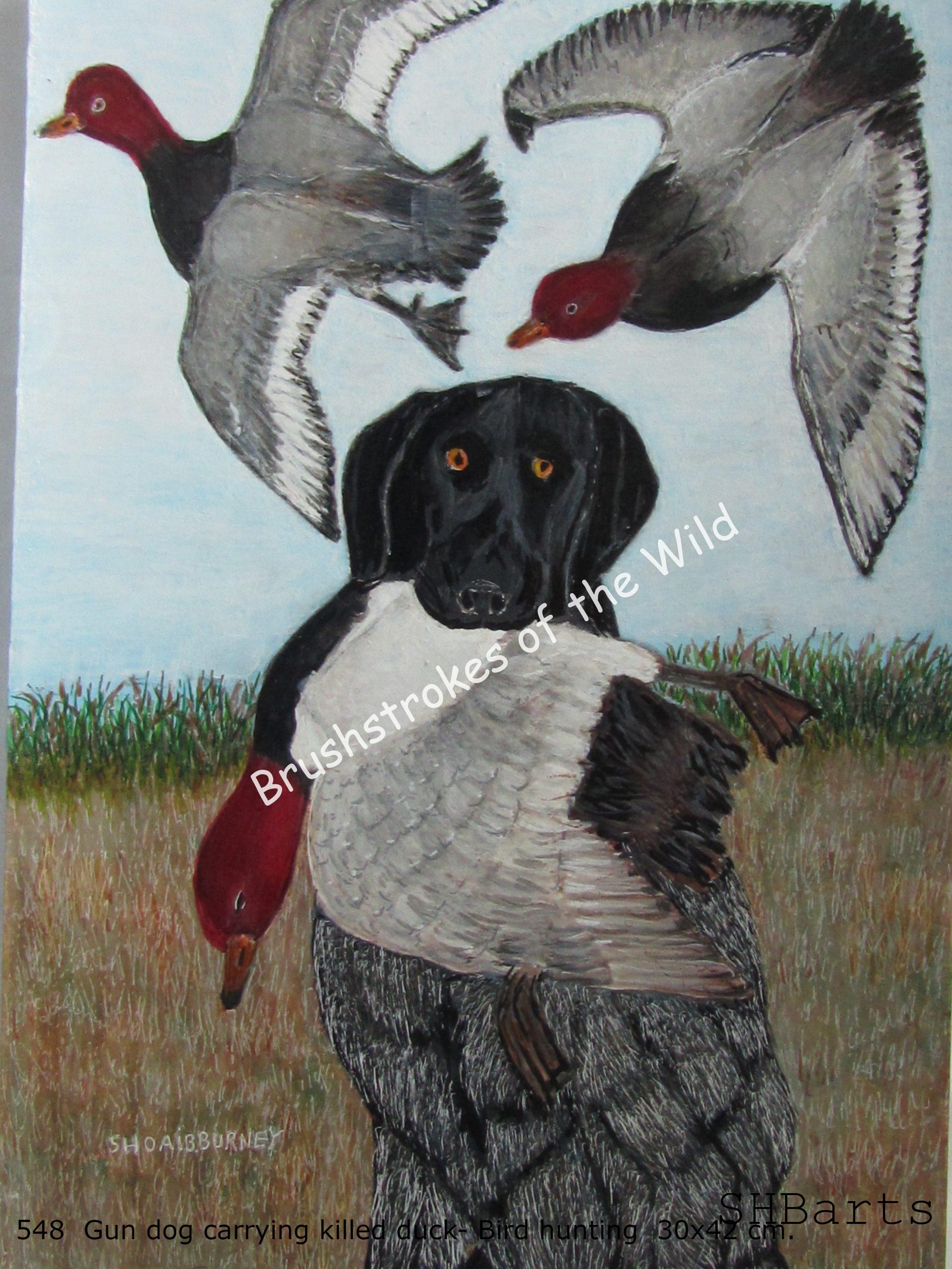 Gun Dog - Carring guned-down Duck