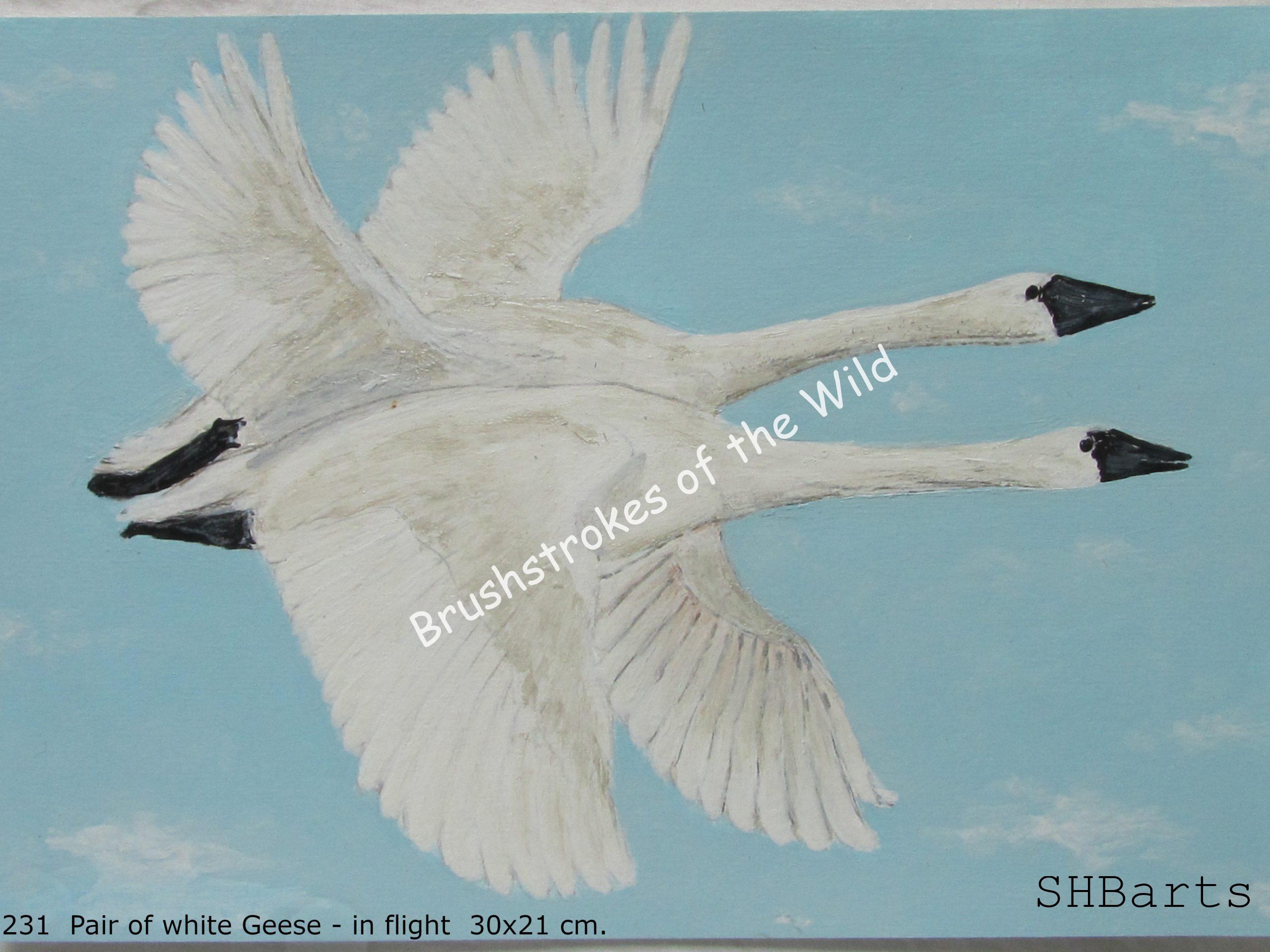 Pair of white Geese- In flight