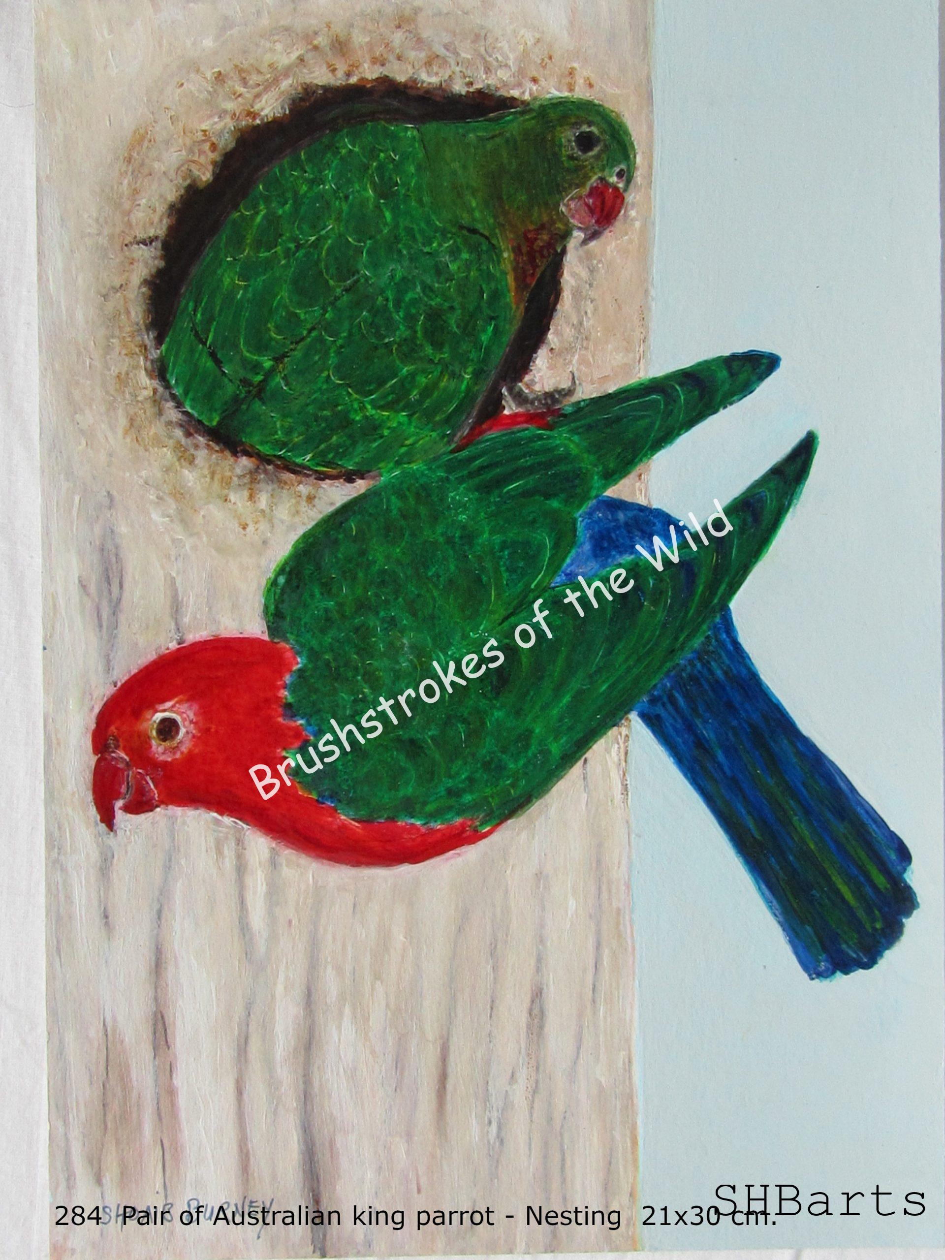 Pair of King Parrot - Nesting