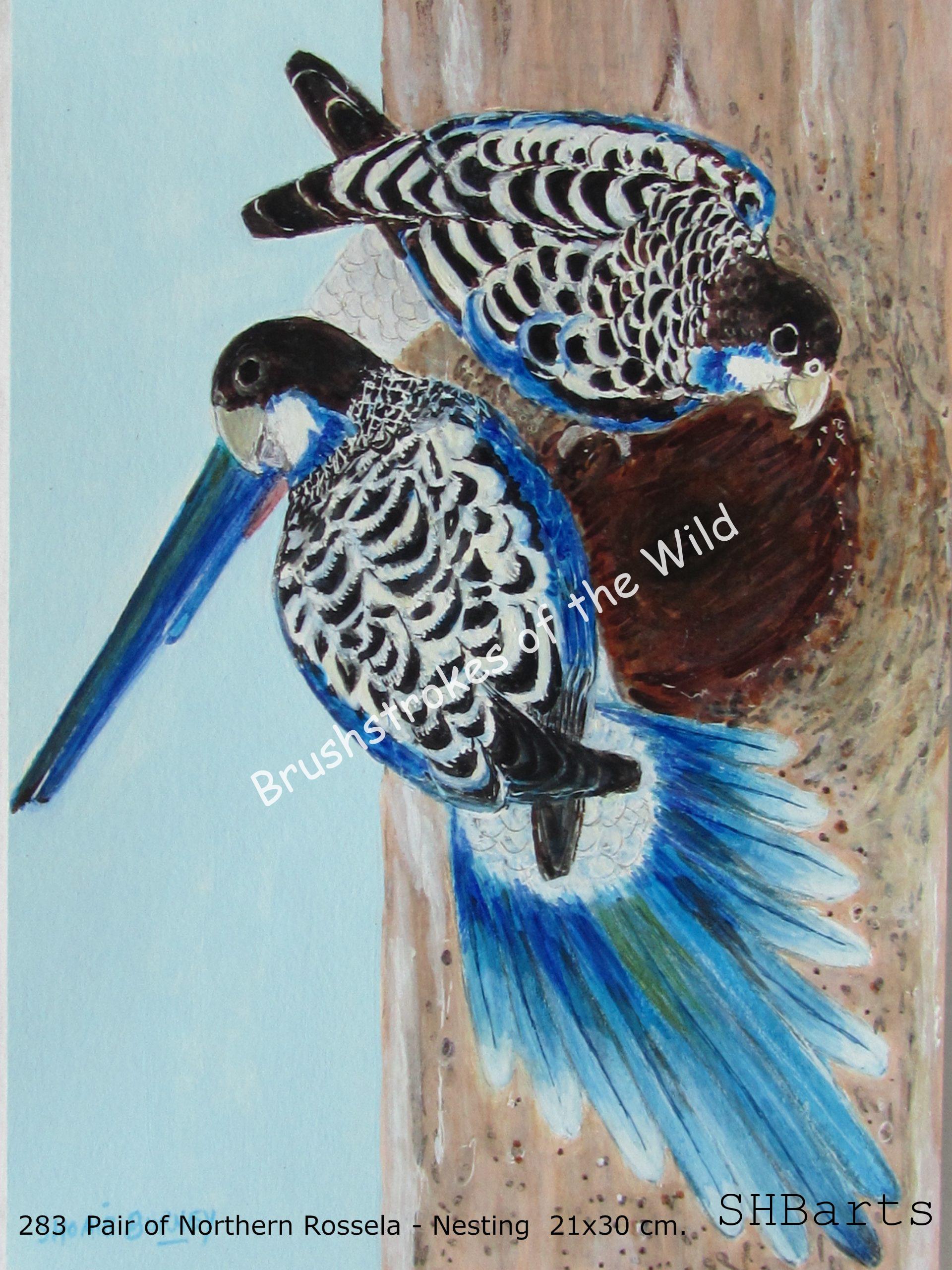 Pair of Northern Rossela - Nesting