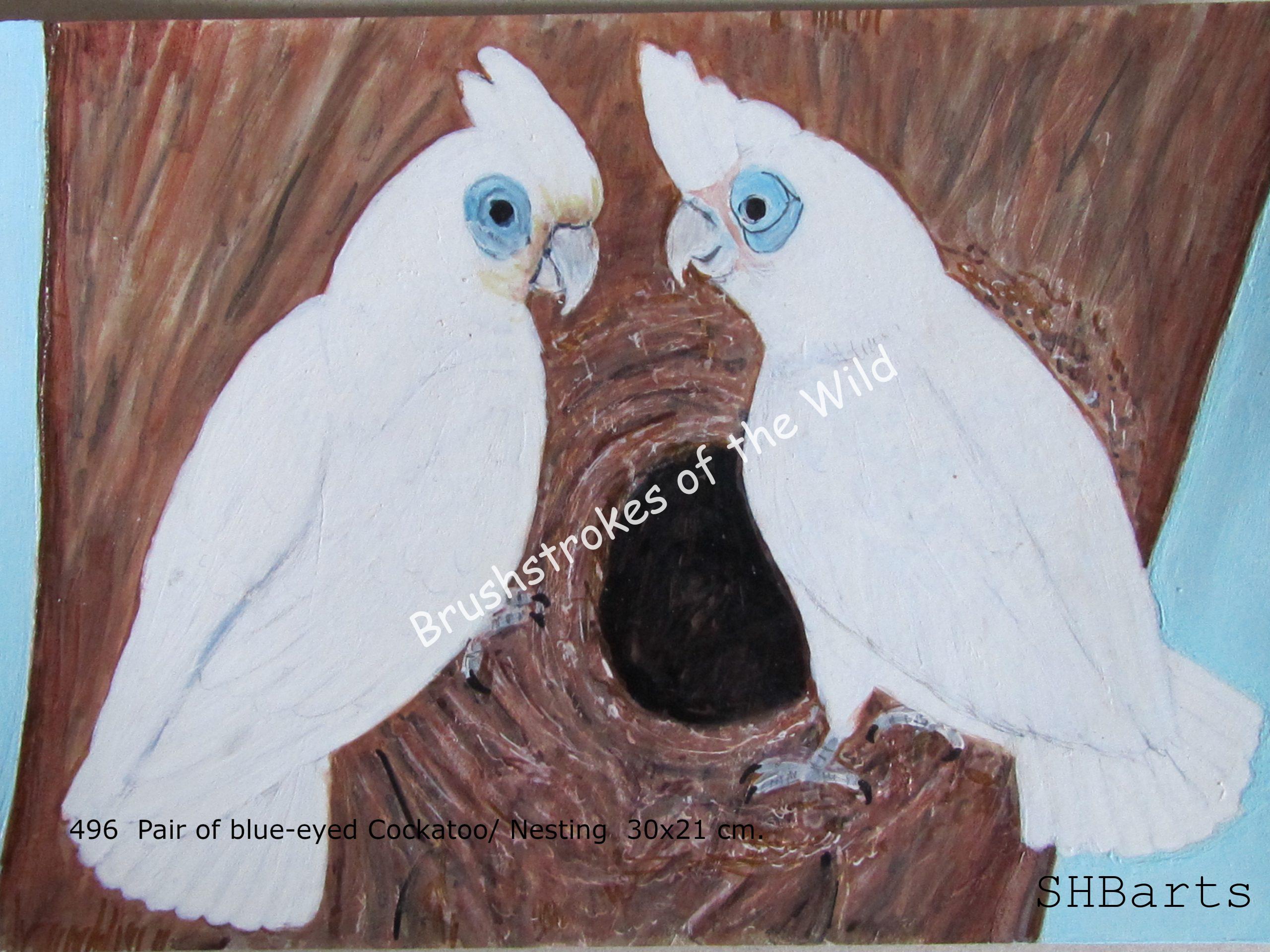 Pair of Blue-eyed Cockatoo - Nesting
