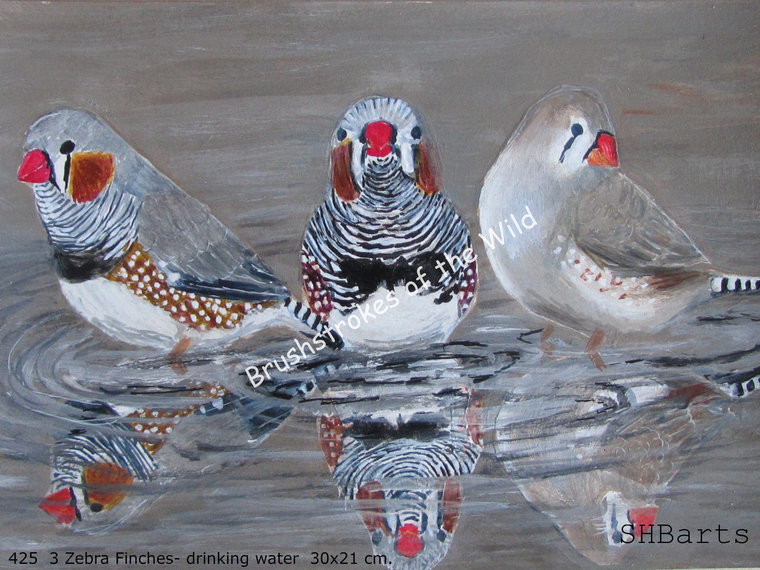 3 Zebra Finches drinking water
