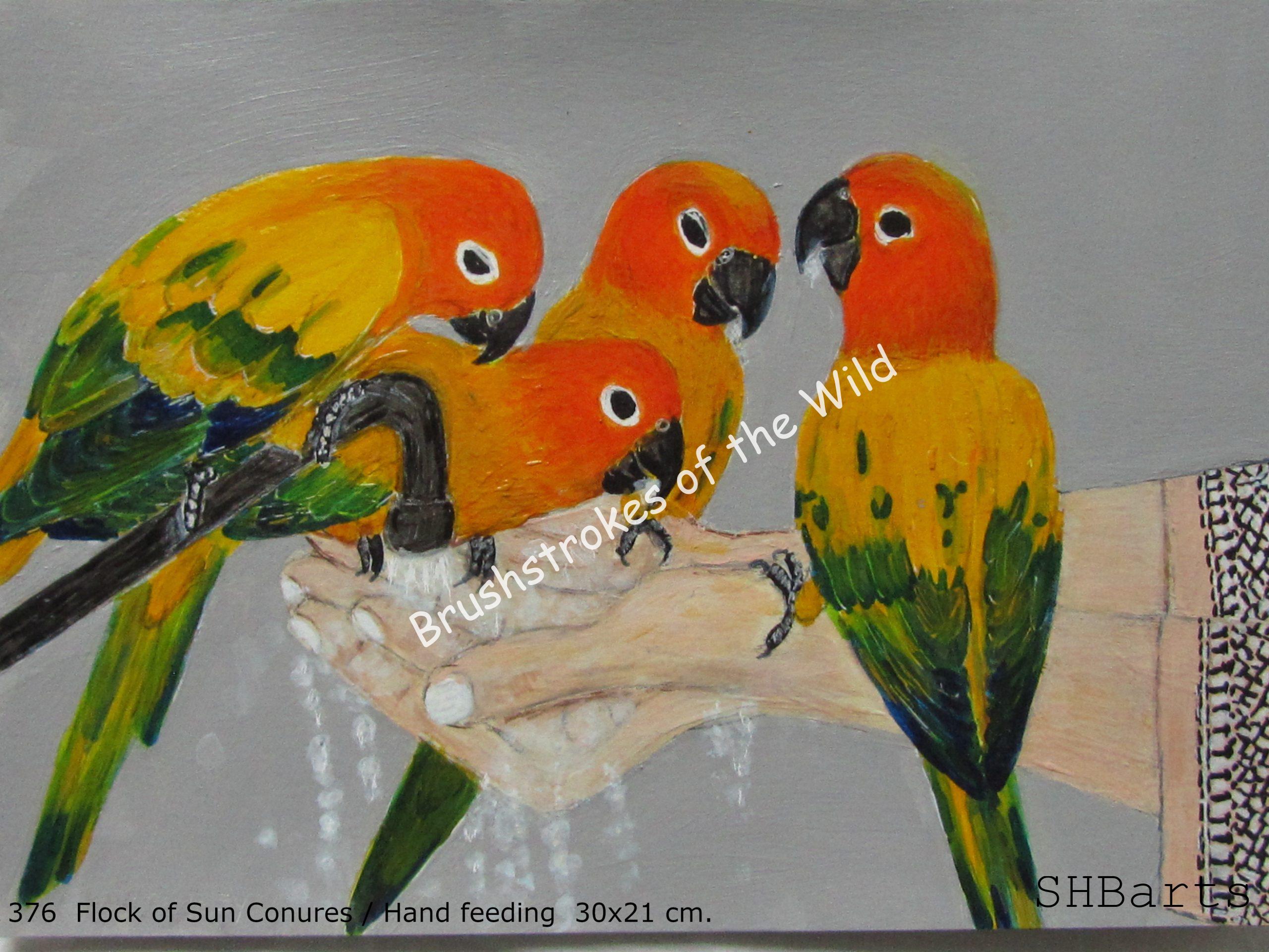 Flock of Sun Conures drinking water